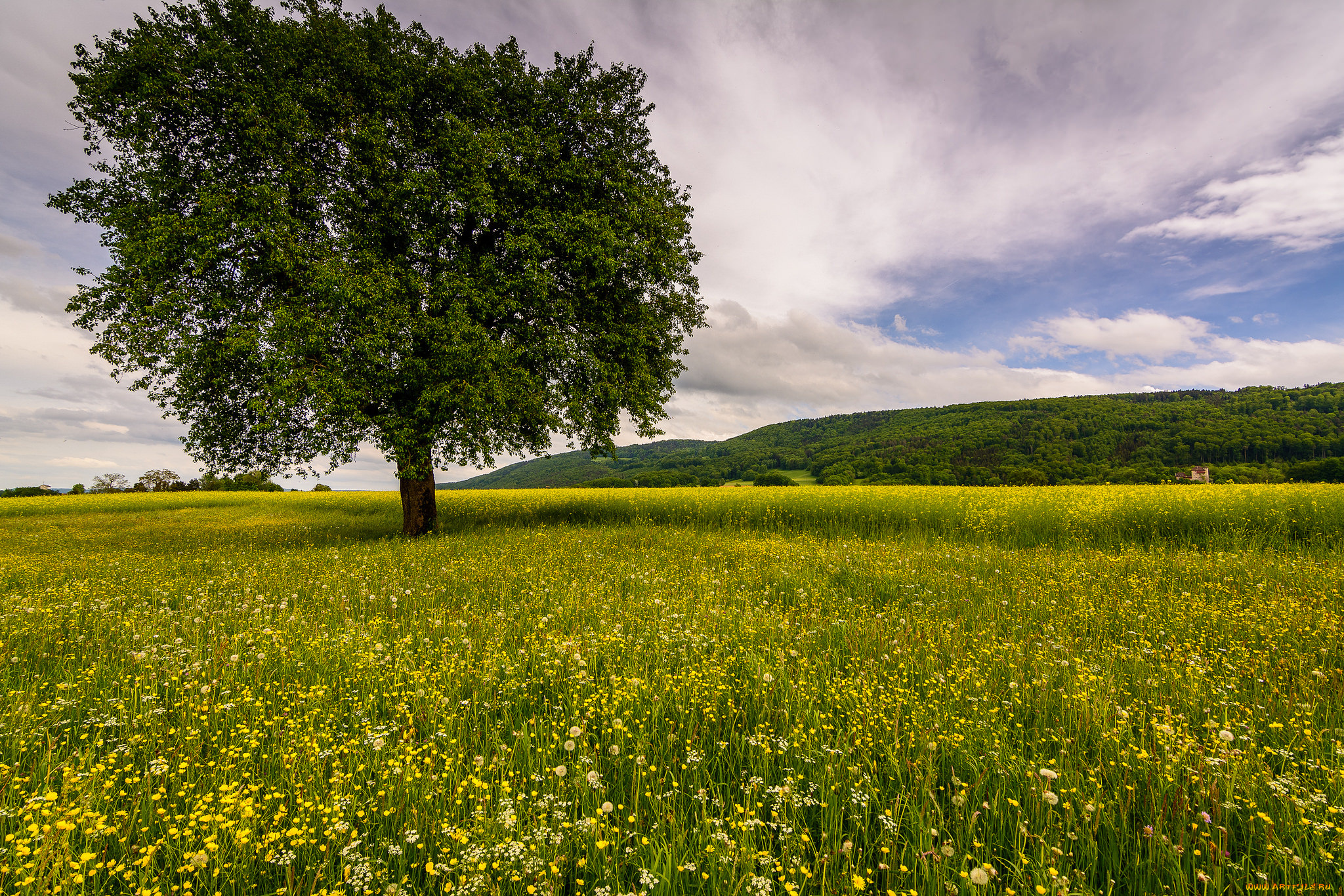 природа, деревья, дерево, трава, поле