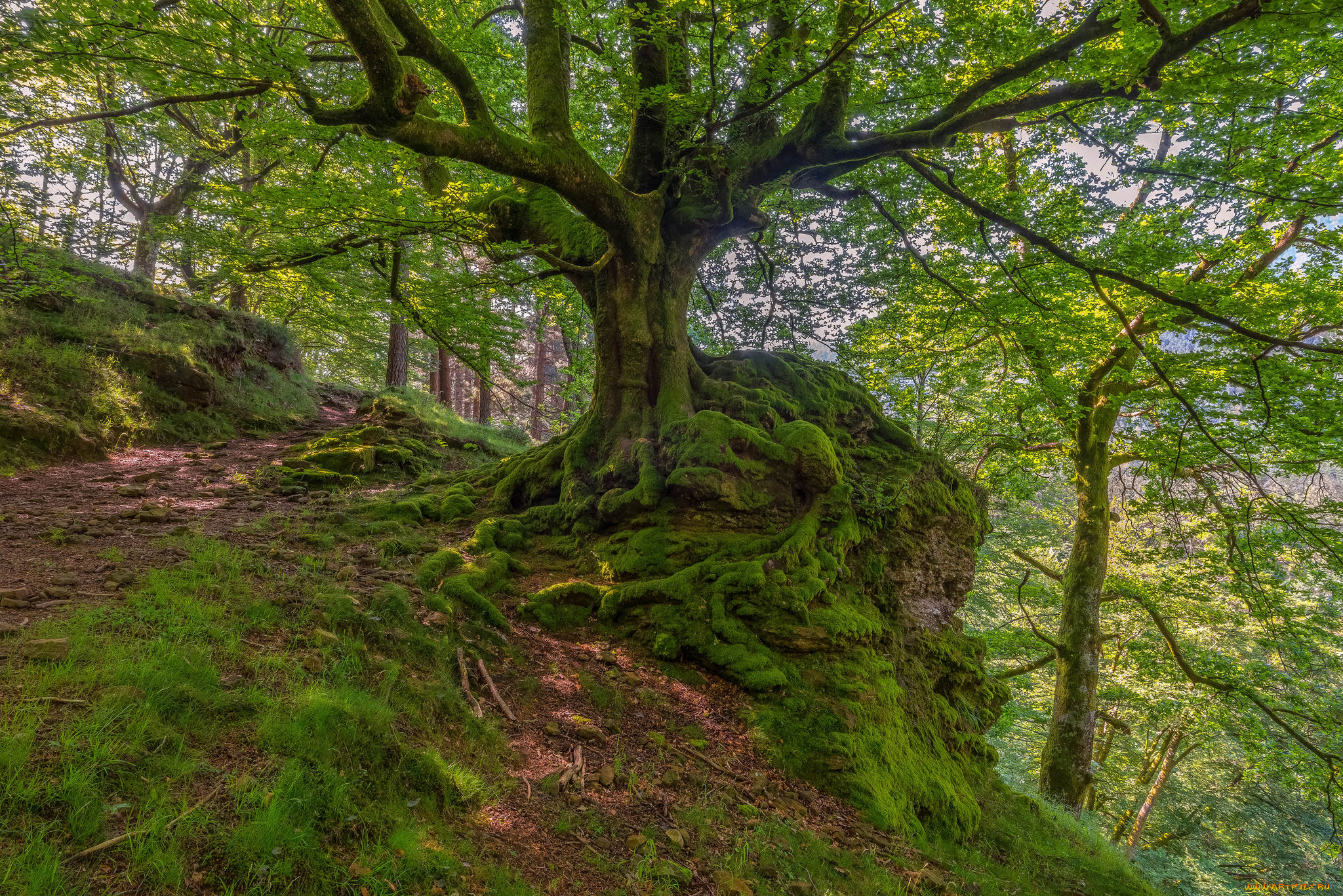 природа, лес, дуб, тропинка, косогор