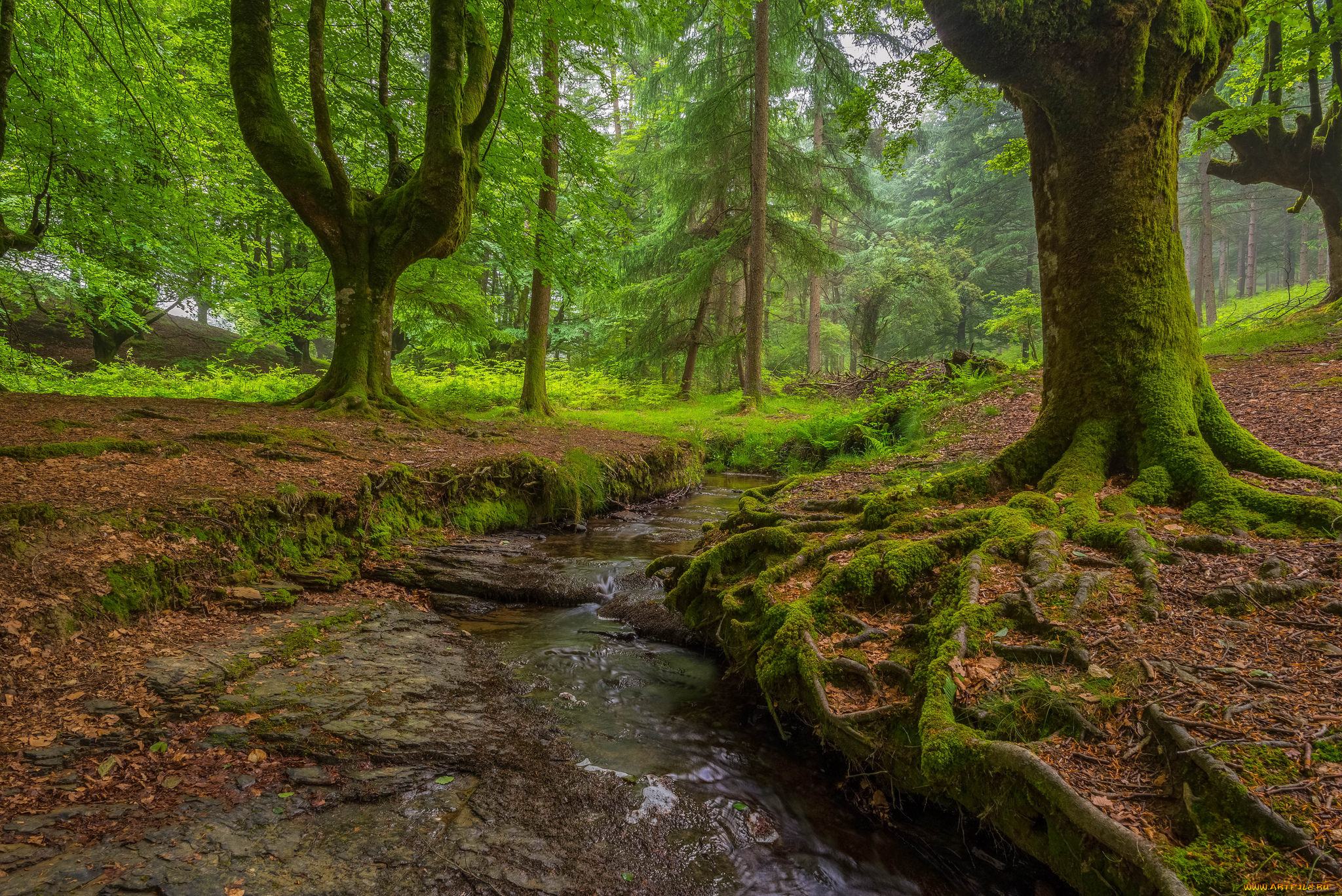 природа, реки, озера, ручей, лес