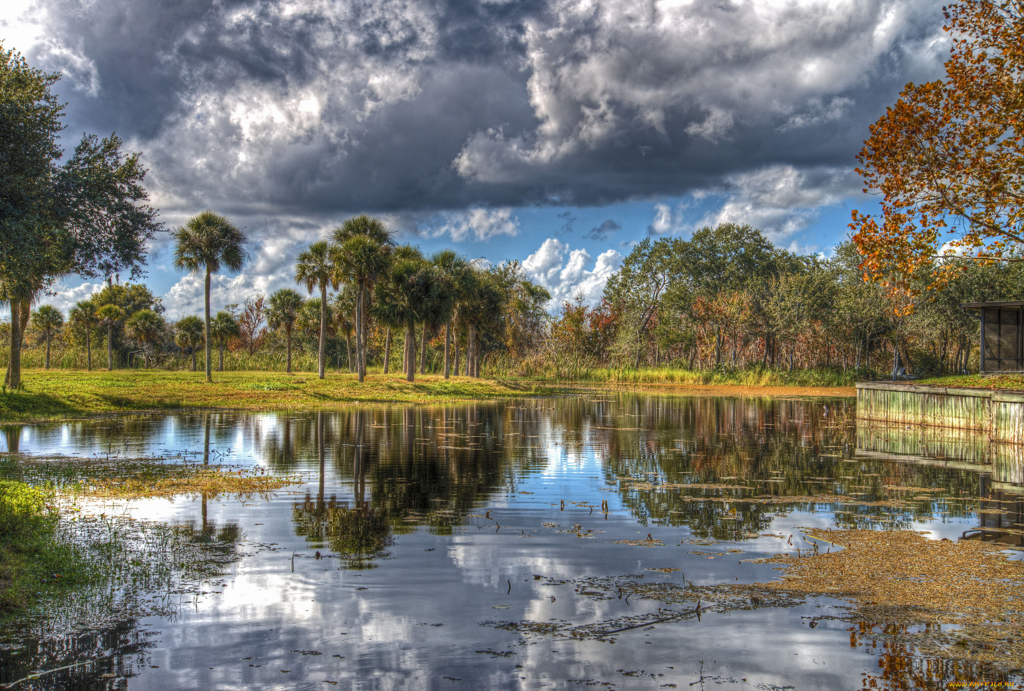 природа, реки, озера, лес, река