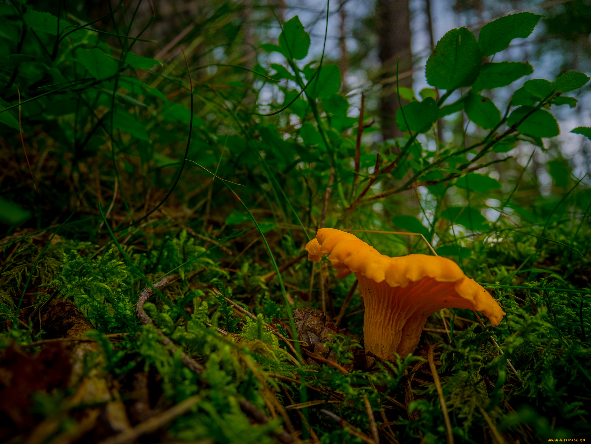 природа, грибы, лисичка