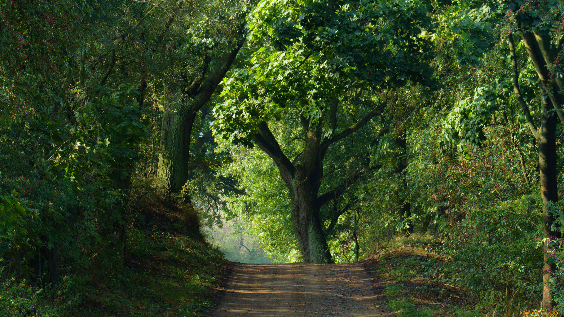 природа, дороги, тракт