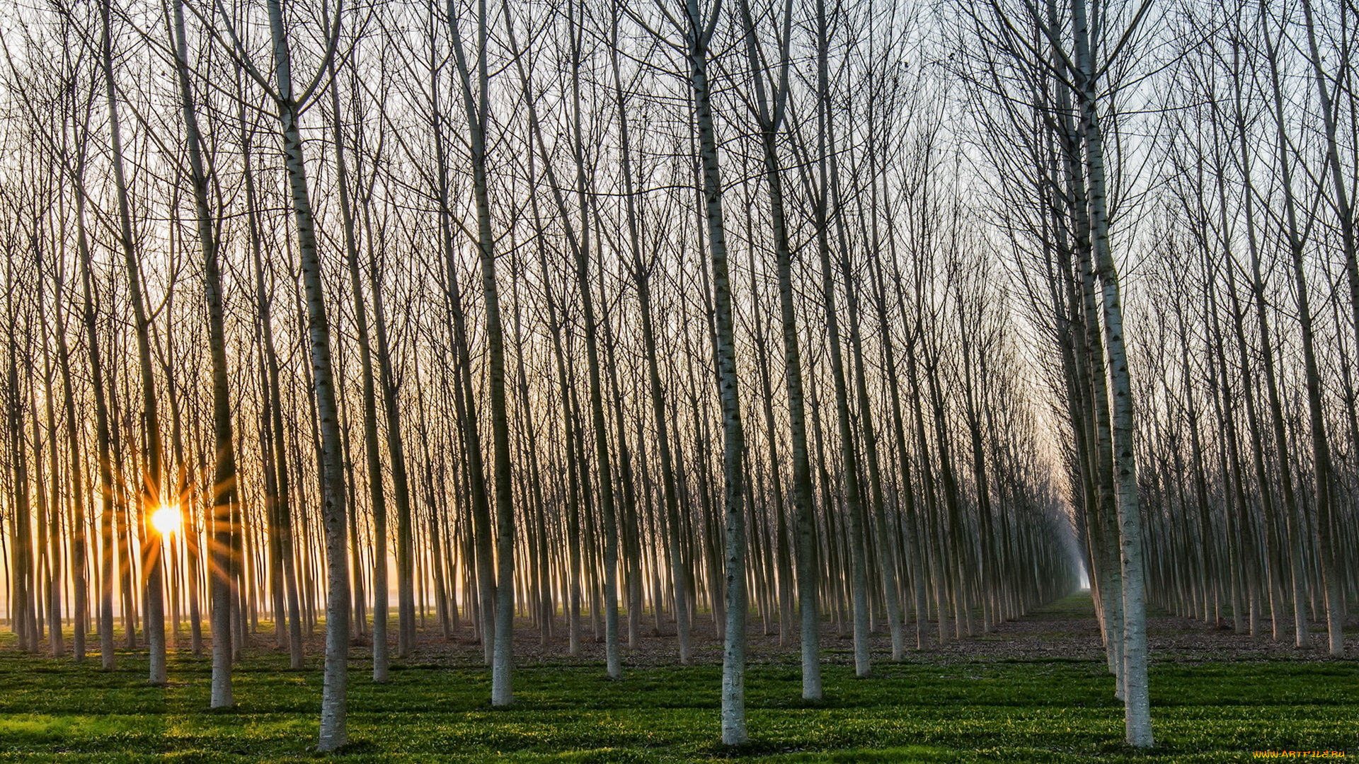 природа, лес