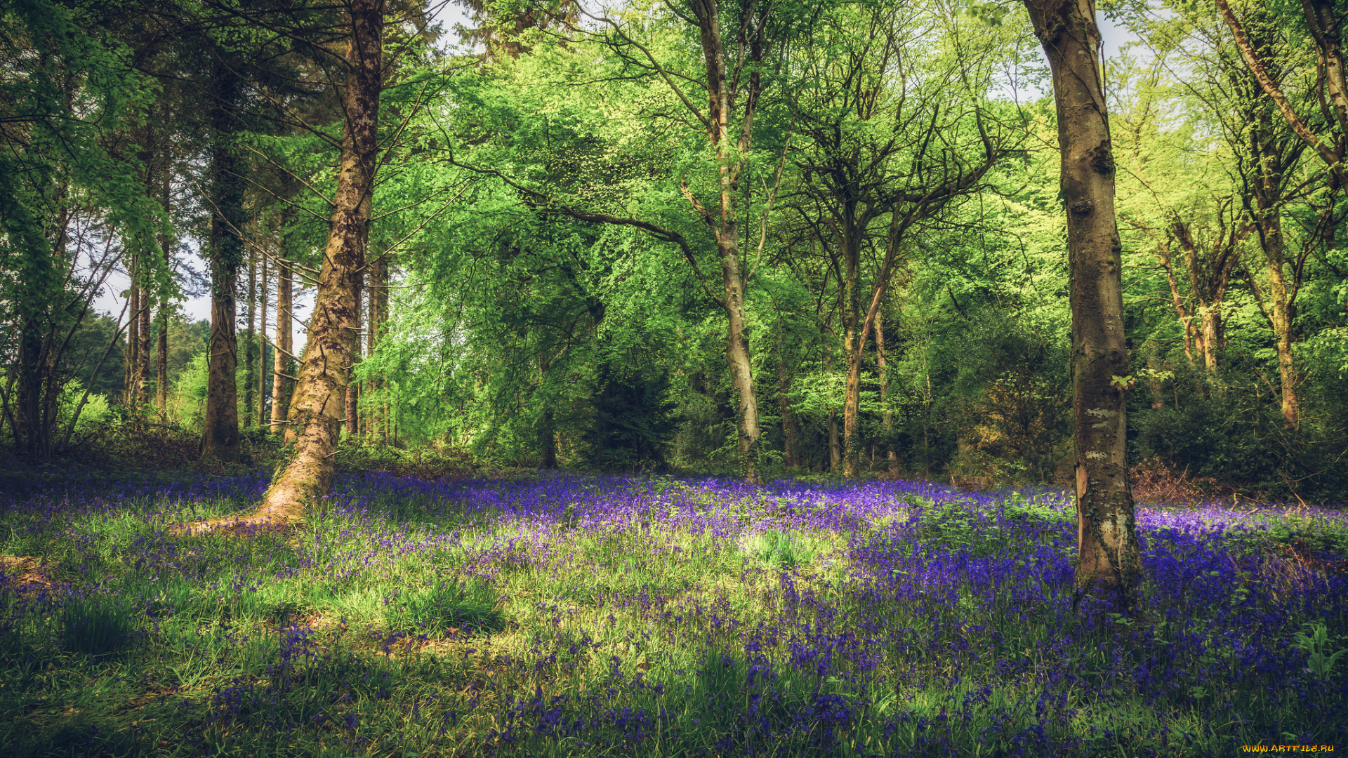 природа, лес, деревья