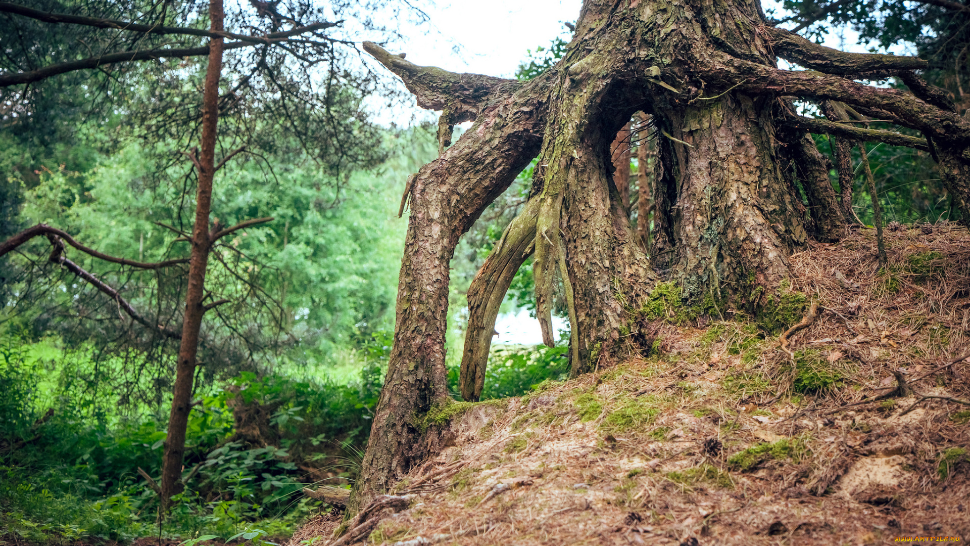 природа, лес, деревья