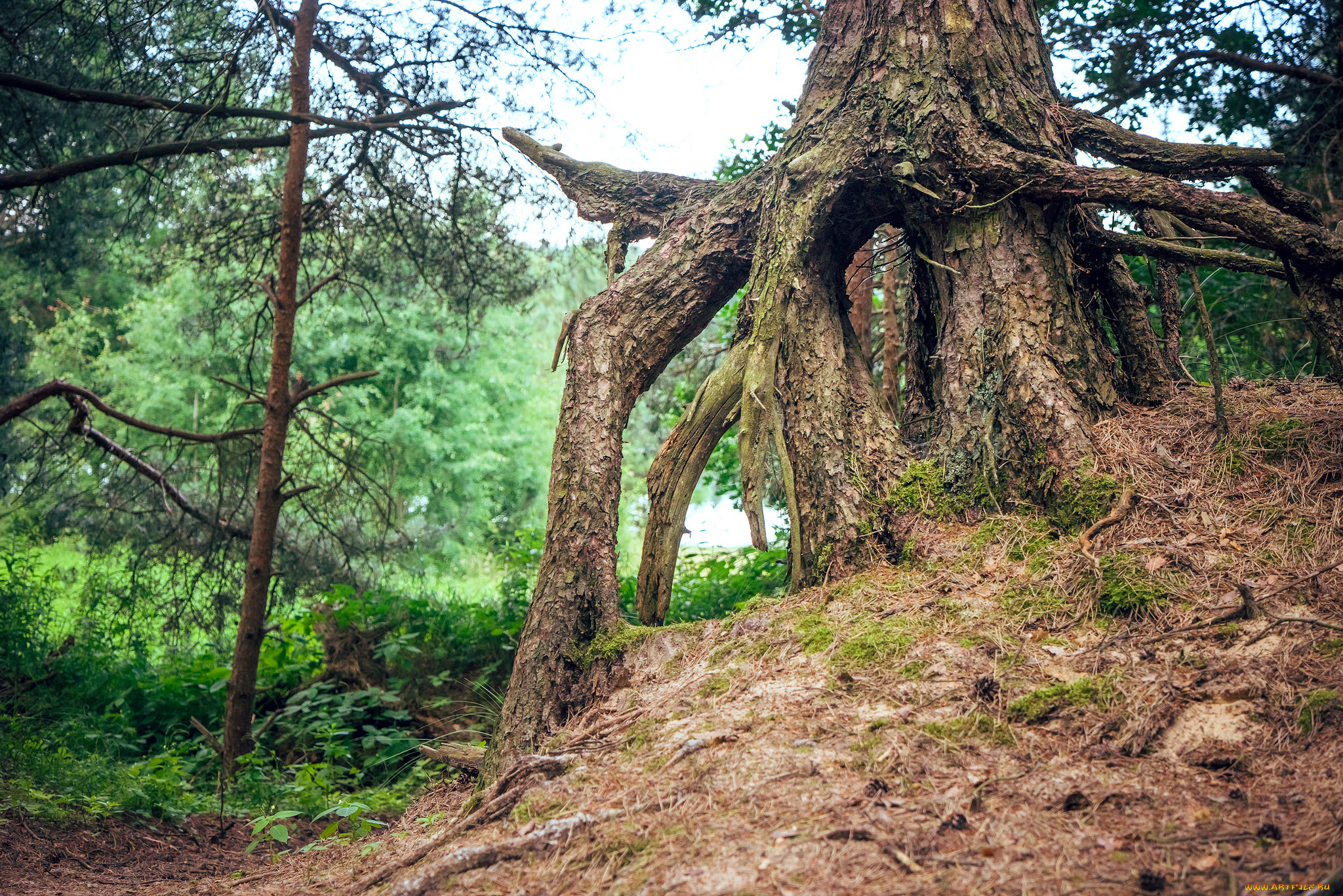 природа, лес, деревья