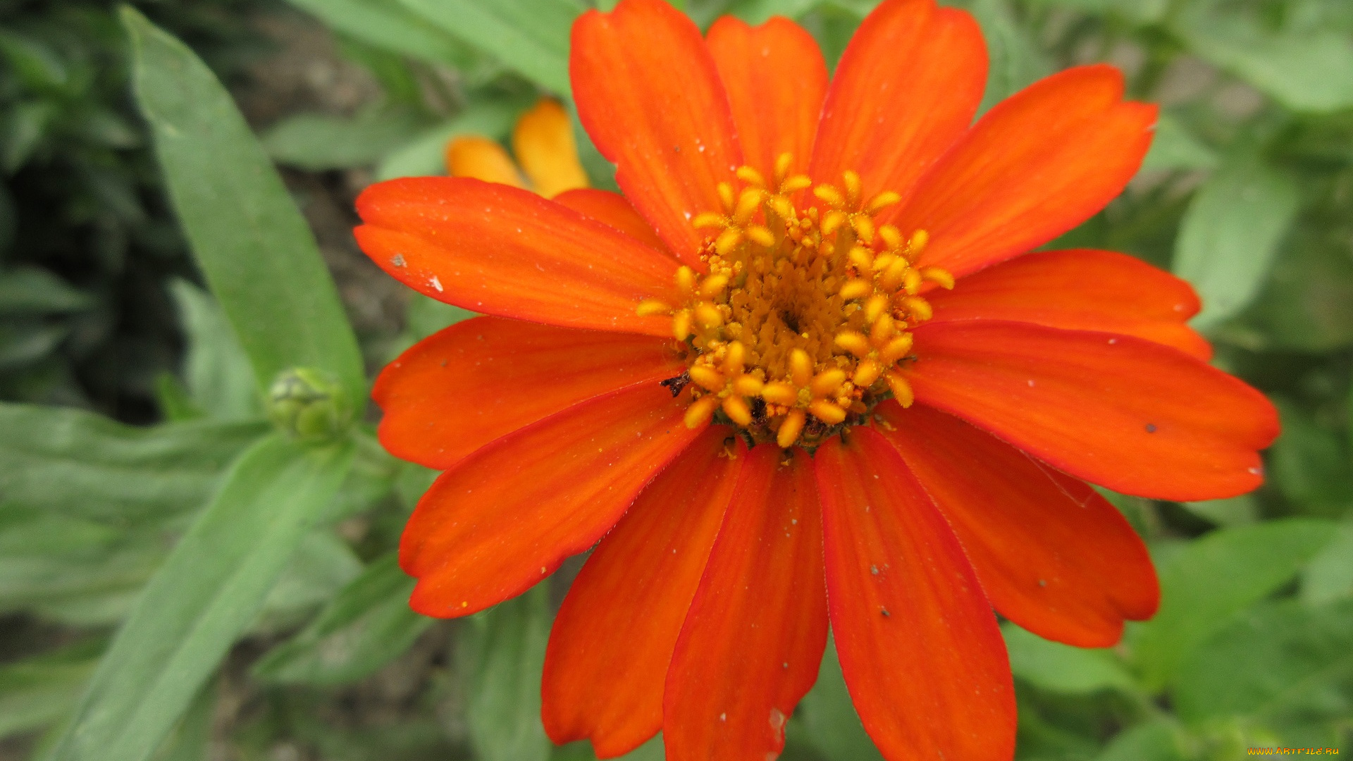 цветы, цинния, оранжевый