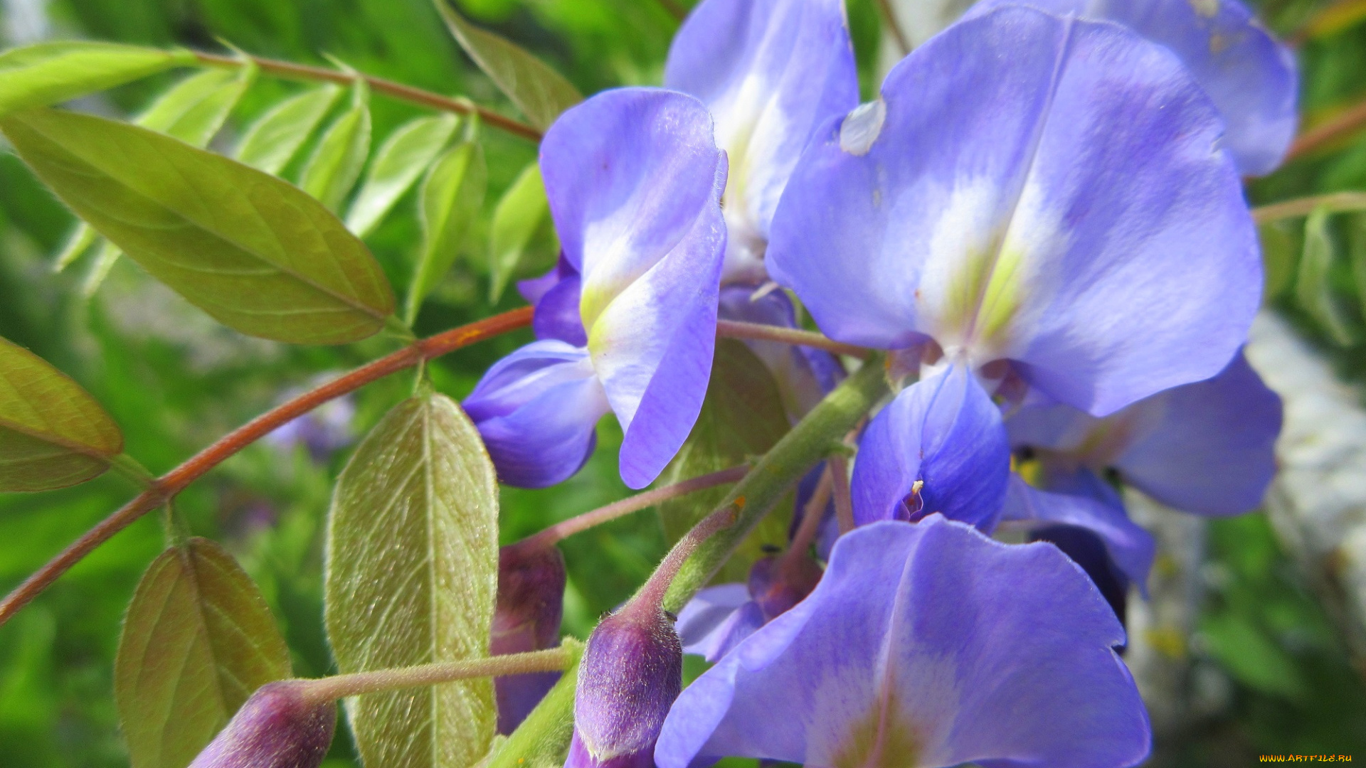 цветы, глициния, листья