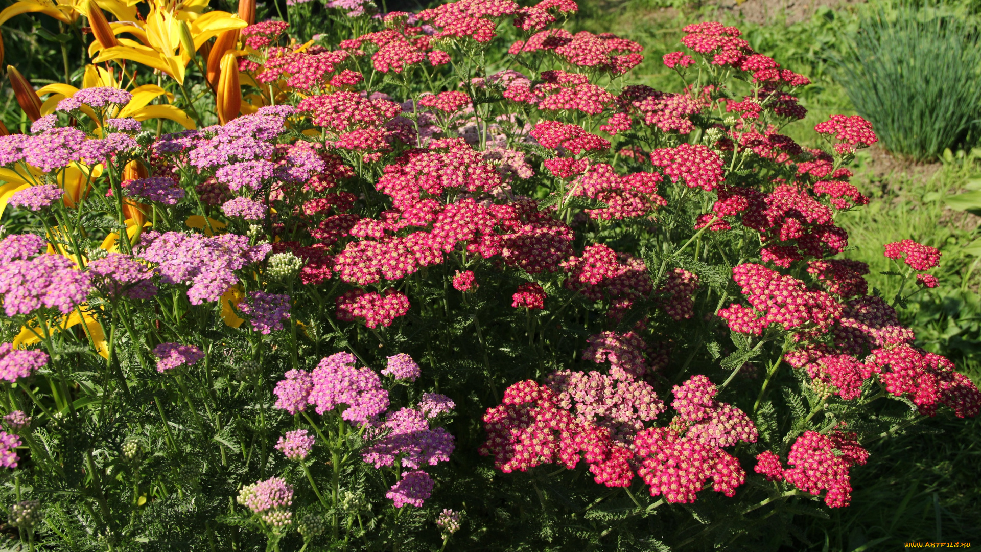 цветы, июль, дача, тысячелистник, сад, природа, красота, лето, цветение