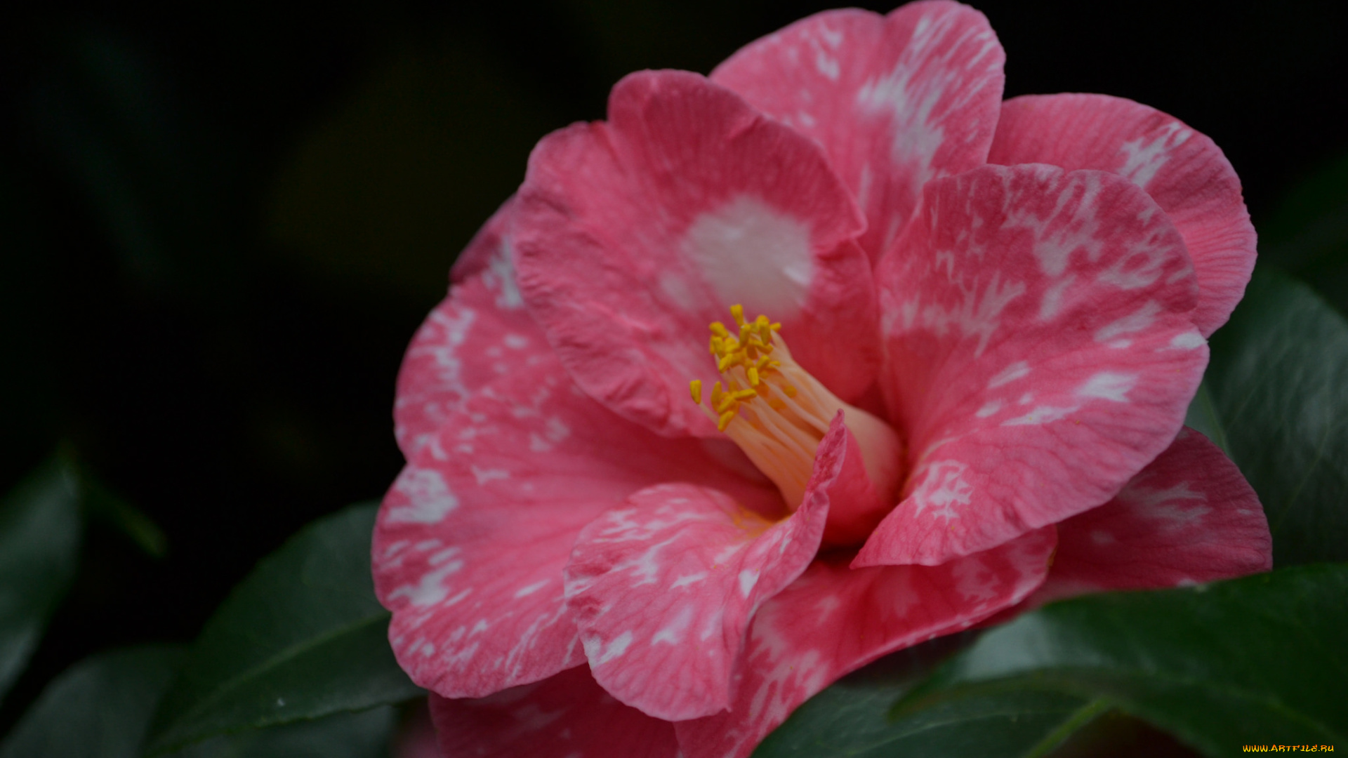 цветы, камелии, bud, leaf, camellia, бутон, цветение, кустарник, листья, камелия, shrubs, flowering