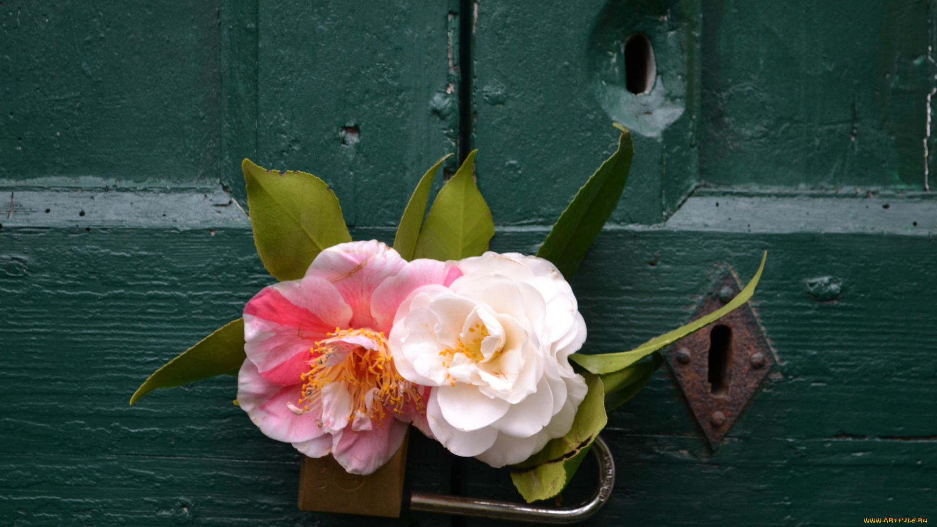 цветы, камелии, camellia, shrubs, flowering, bud, leaf, кустарник, цветение, бутон, листья, камелия