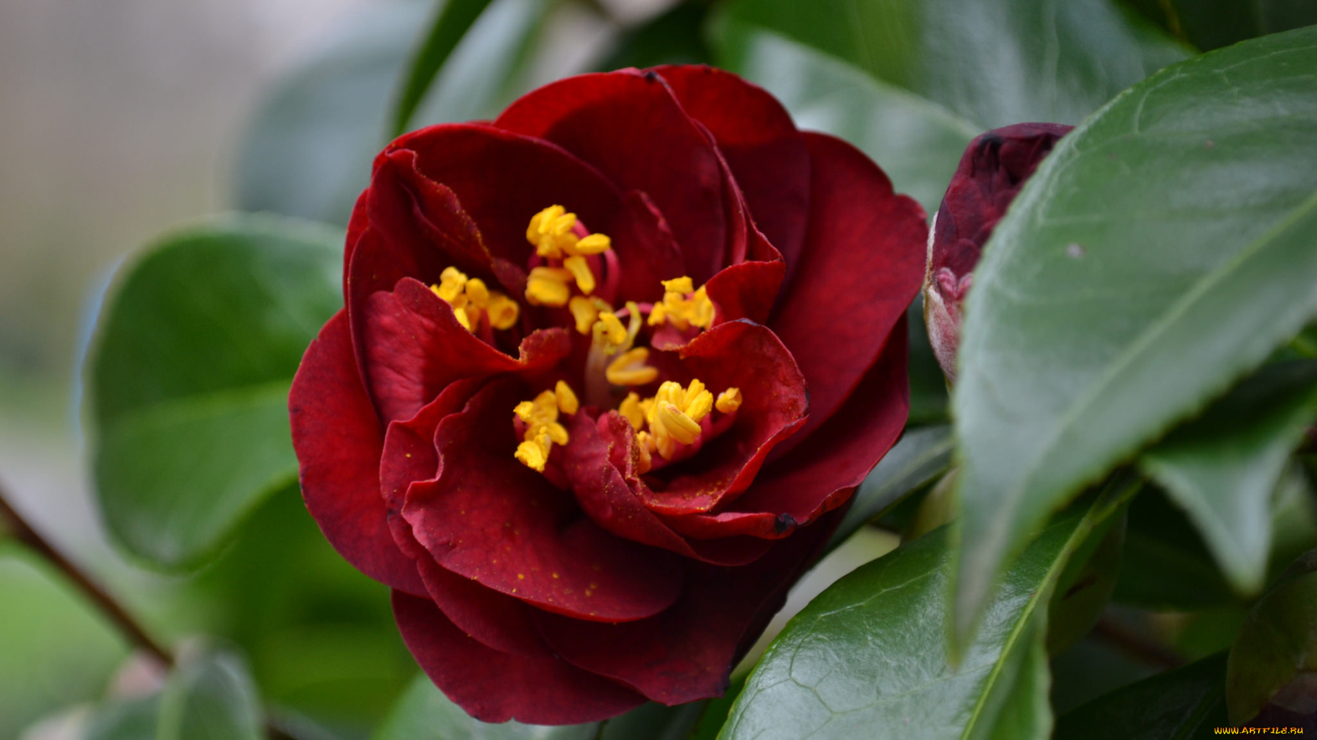 цветы, камелии, кустарник, bud, leaf, camellia, листья, камелия, shrubs, flowering, цветение, бутон