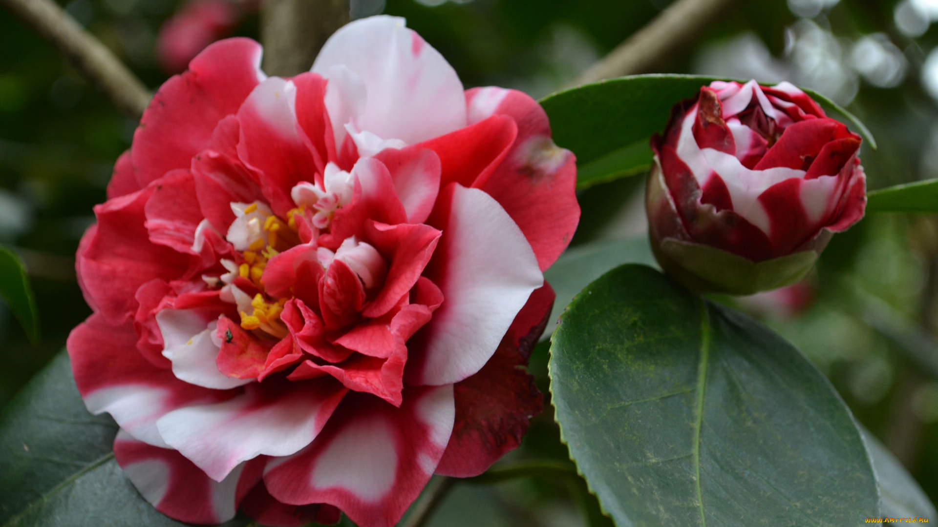 цветы, камелии, нежность, цветение, листья, лепестки, розовая, бутон, камелия