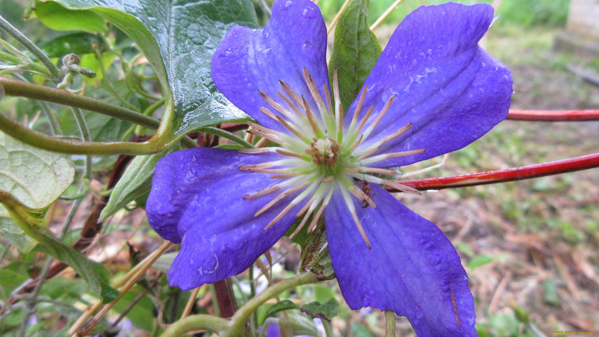 цветы, клематис, , ломонос, фиолетовый, клематис