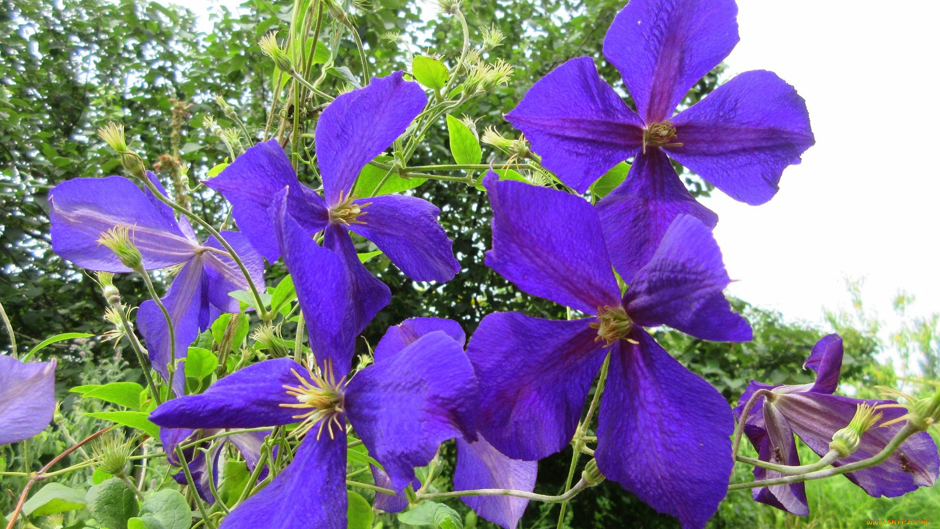 цветы, клематис, , ломонос, фиолетовый, клематис