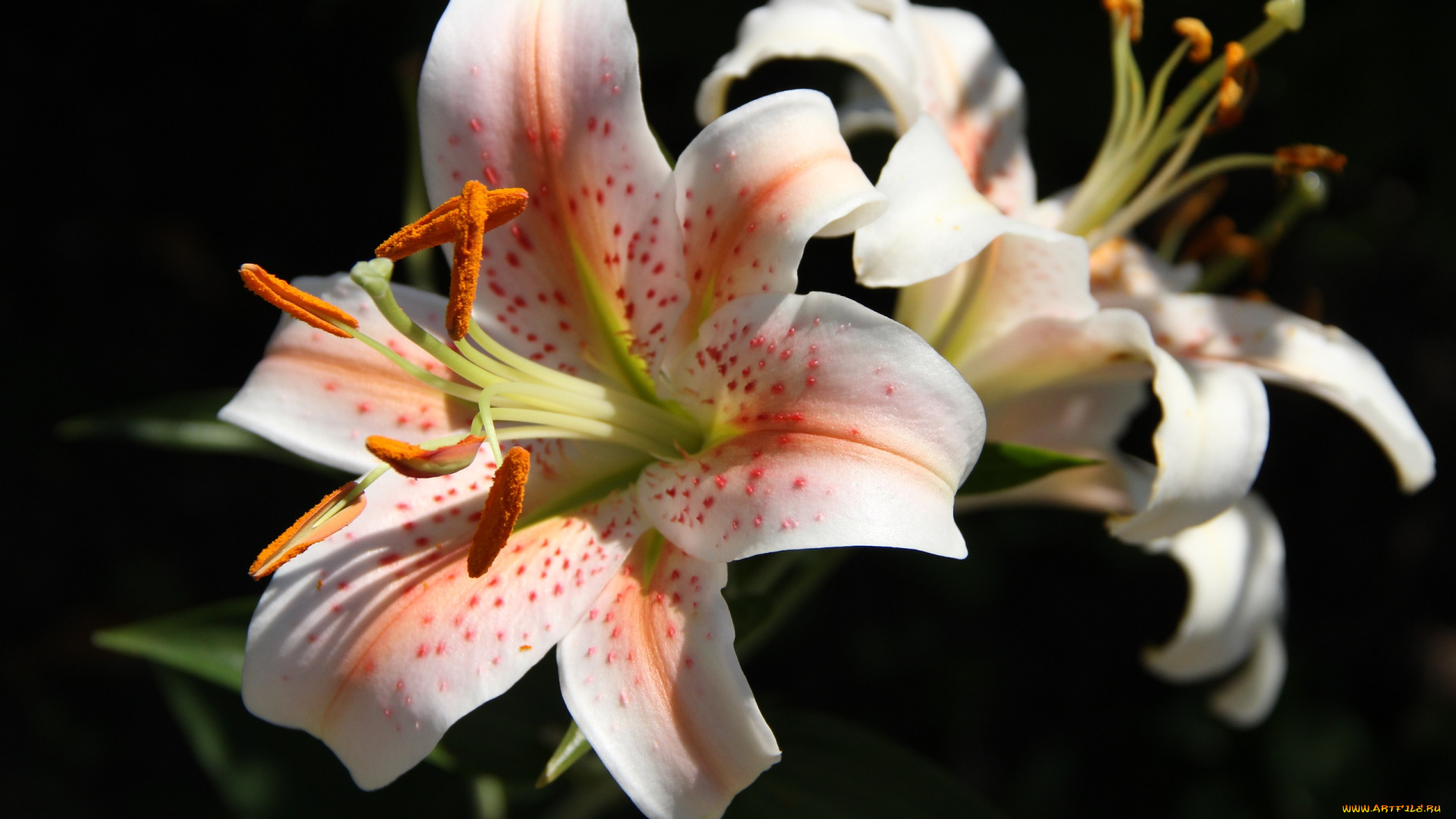 цветы, лилии, , лилейники, дача, август, сад