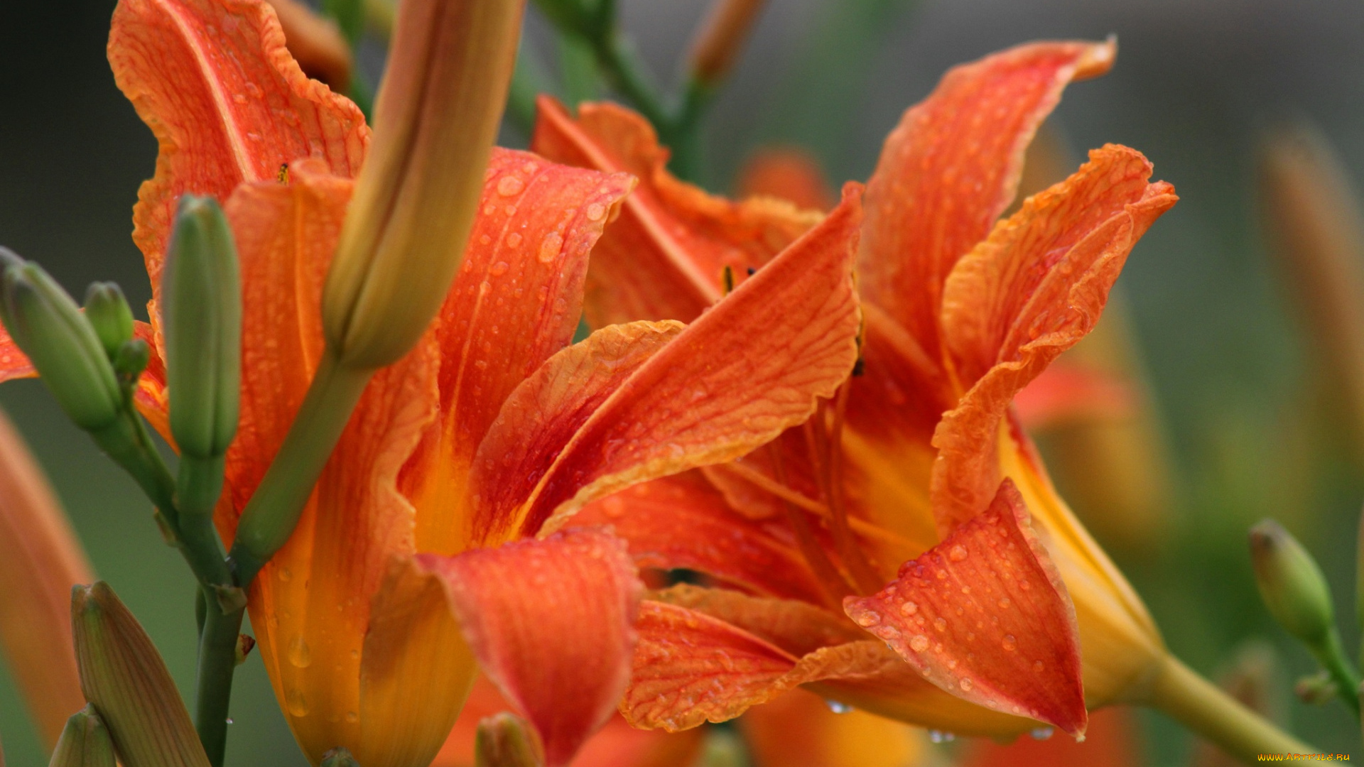 цветы, лилии, , лилейники, лилейники, лето, июль, дождь