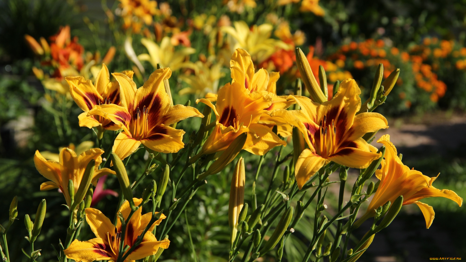 цветы, лилии, , лилейники, сад, лилейники, лето, красота, июль, дача