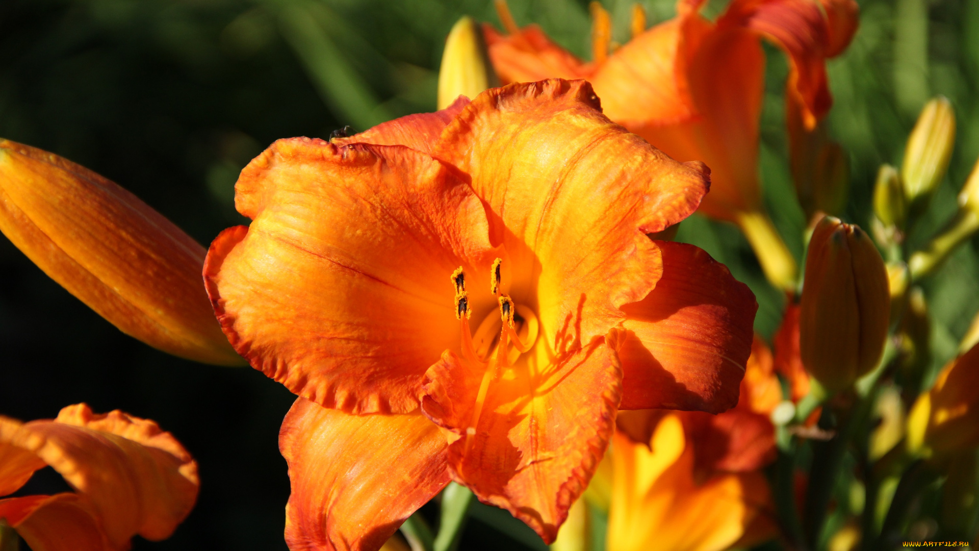 цветы, лилии, , лилейники, сад, лилейники, лето, дача