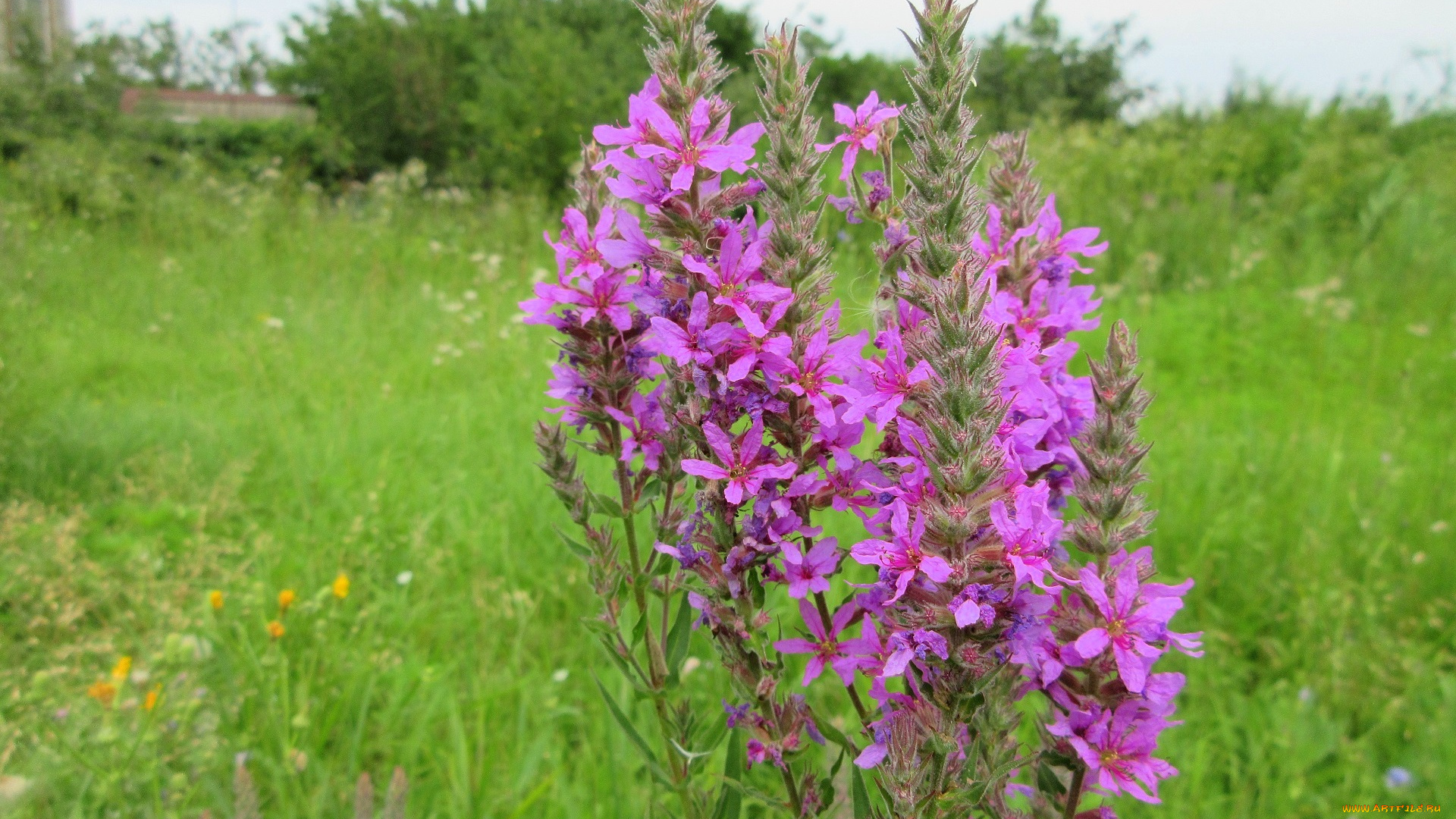 цветы, луговые, , полевые, , цветы, сиреневые, луговые