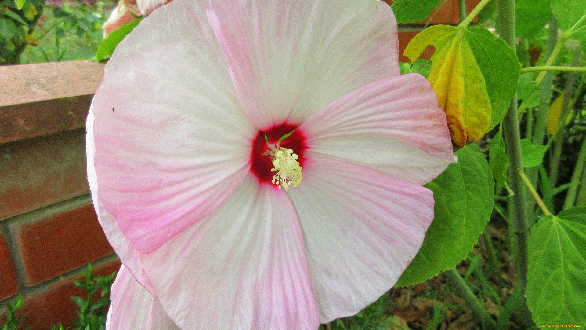 цветы, мальвы, мальва