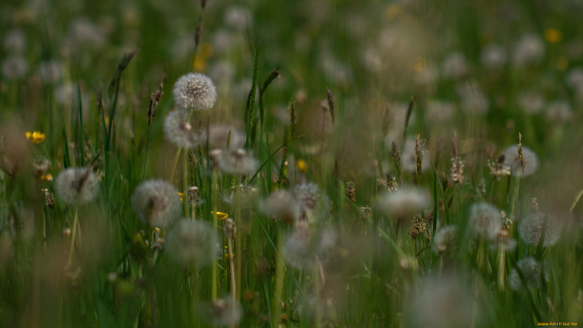 цветы, одуванчики, луг
