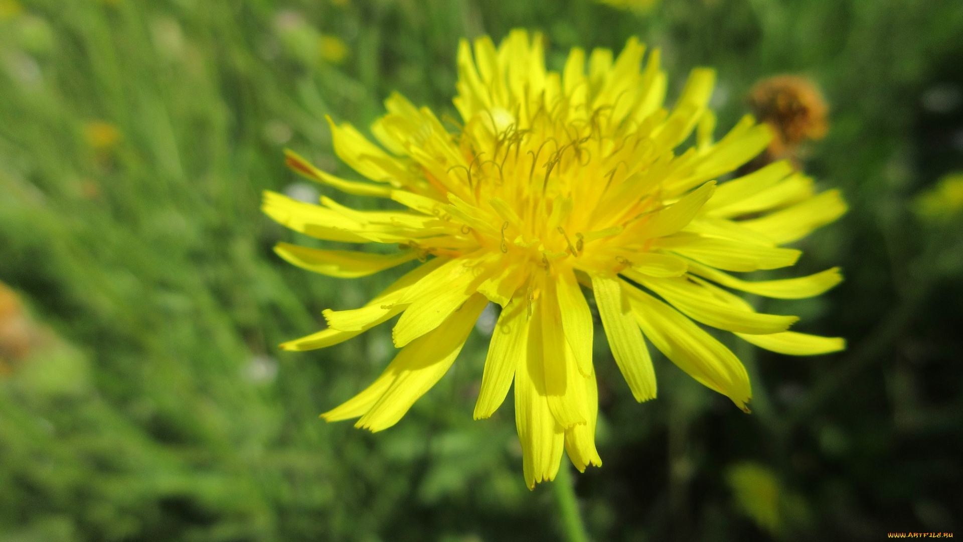 цветы, одуванчики, макро, одуванчик