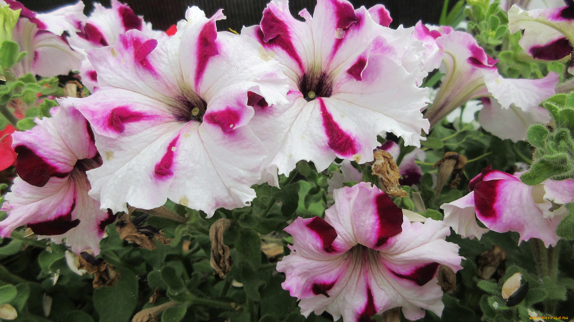 цветы, петунии, , калибрахоа, петуния