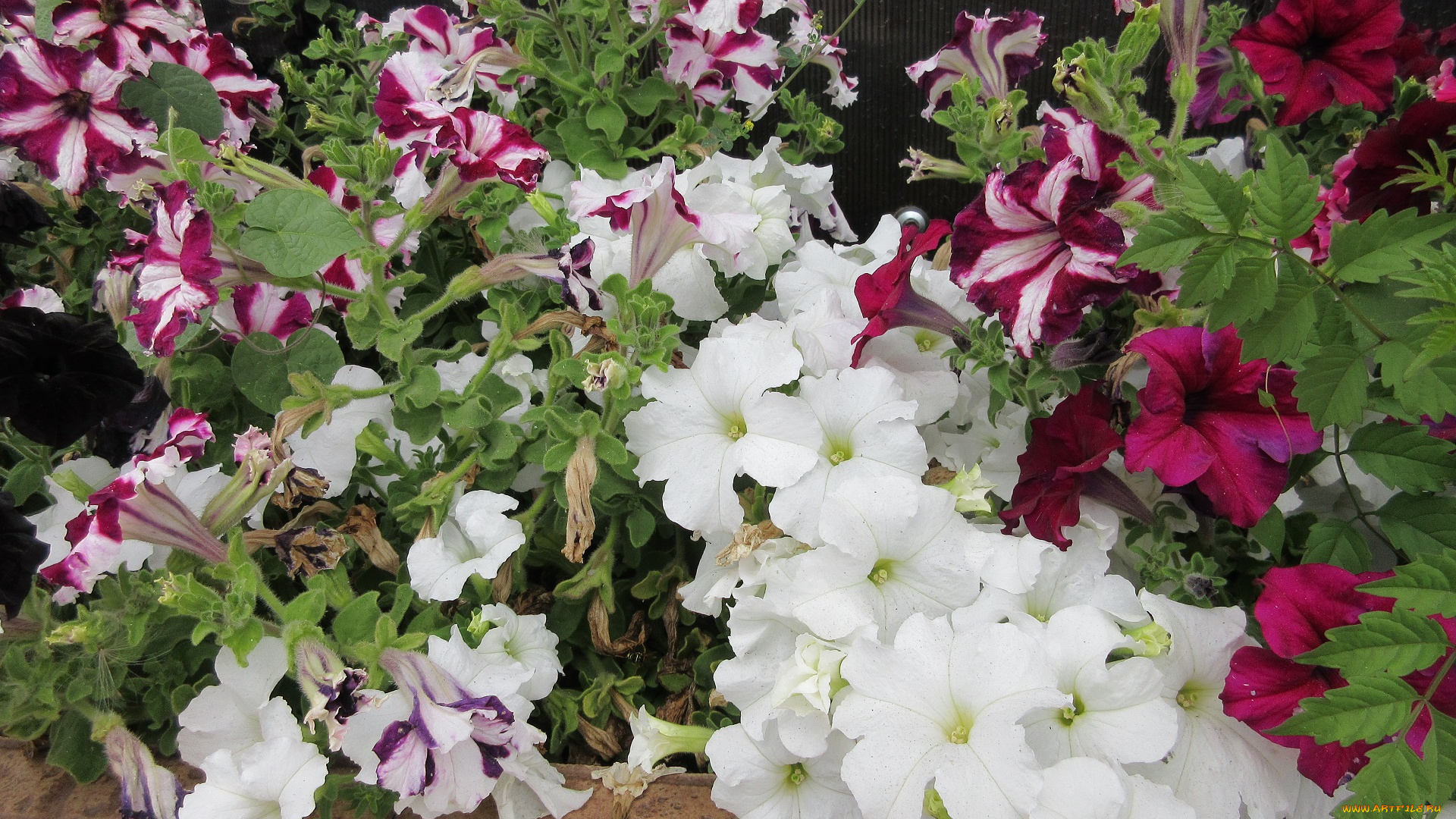 цветы, петунии, , калибрахоа, петуния