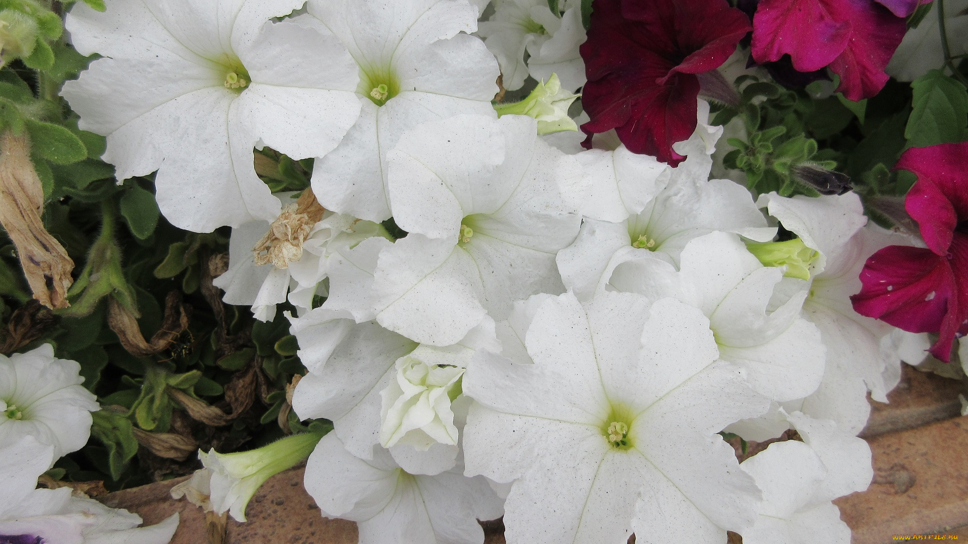 цветы, петунии, , калибрахоа, петуния