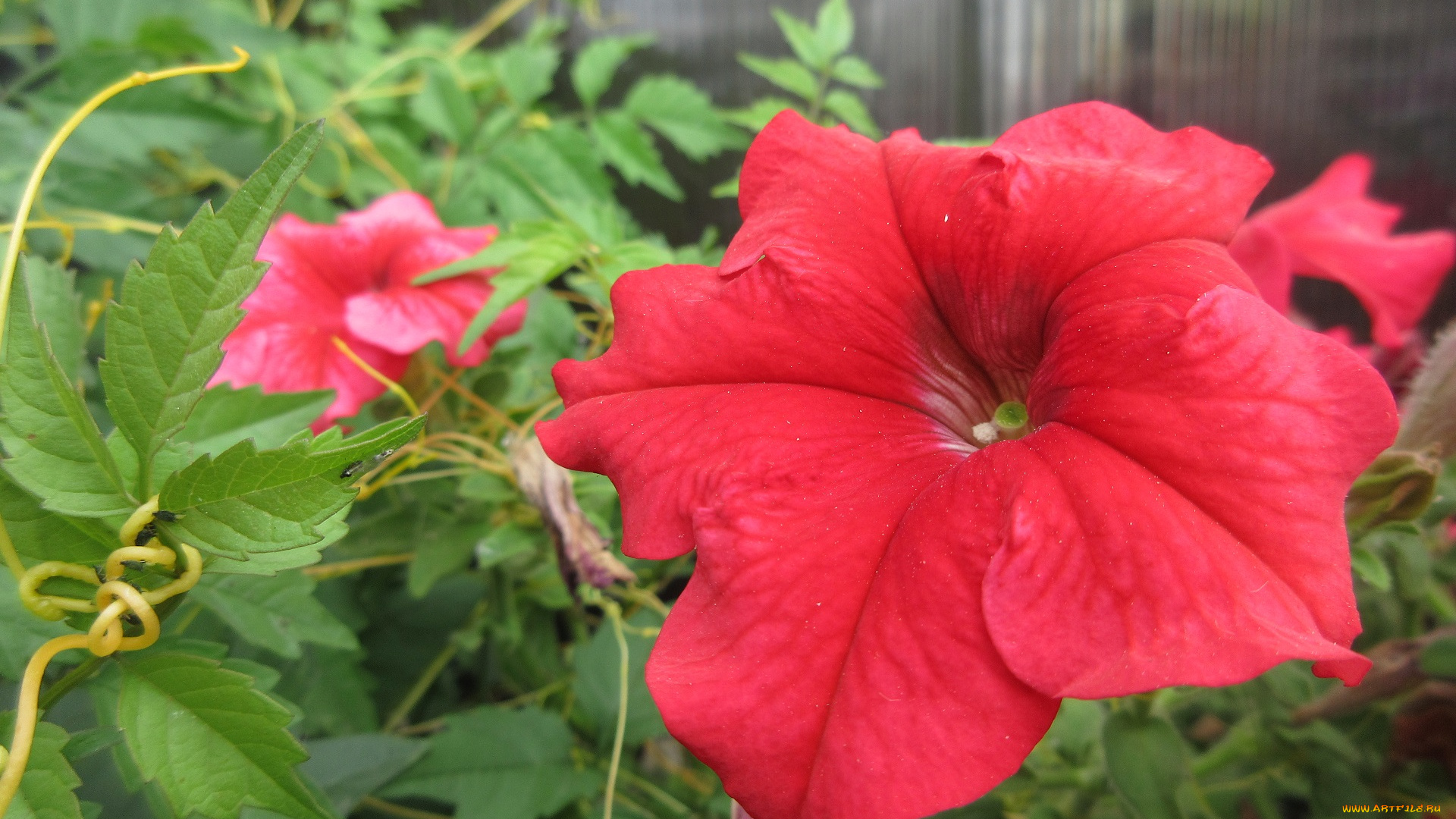 цветы, петунии, , калибрахоа, петуния