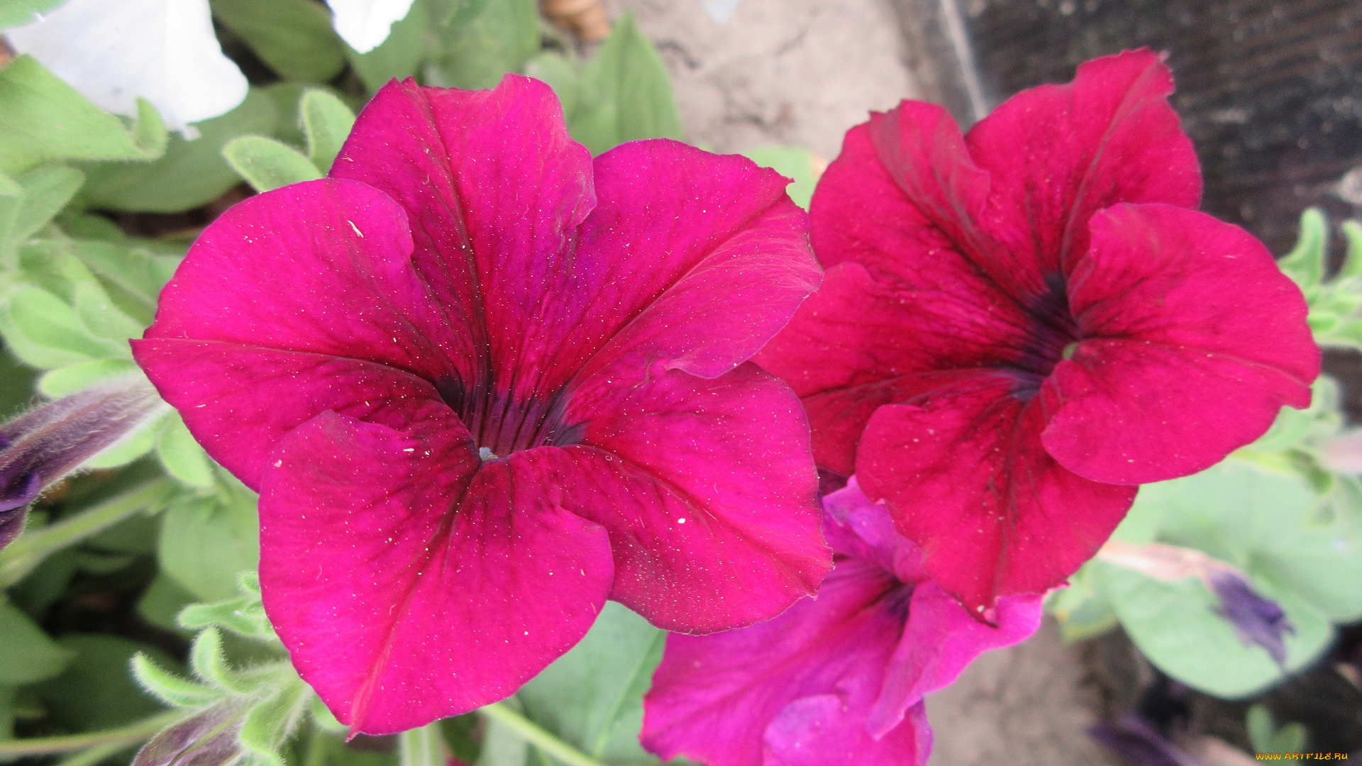 цветы, петунии, , калибрахоа, петуния