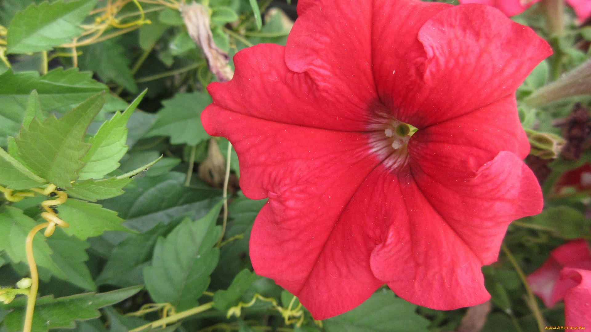 цветы, петунии, , калибрахоа, петуния