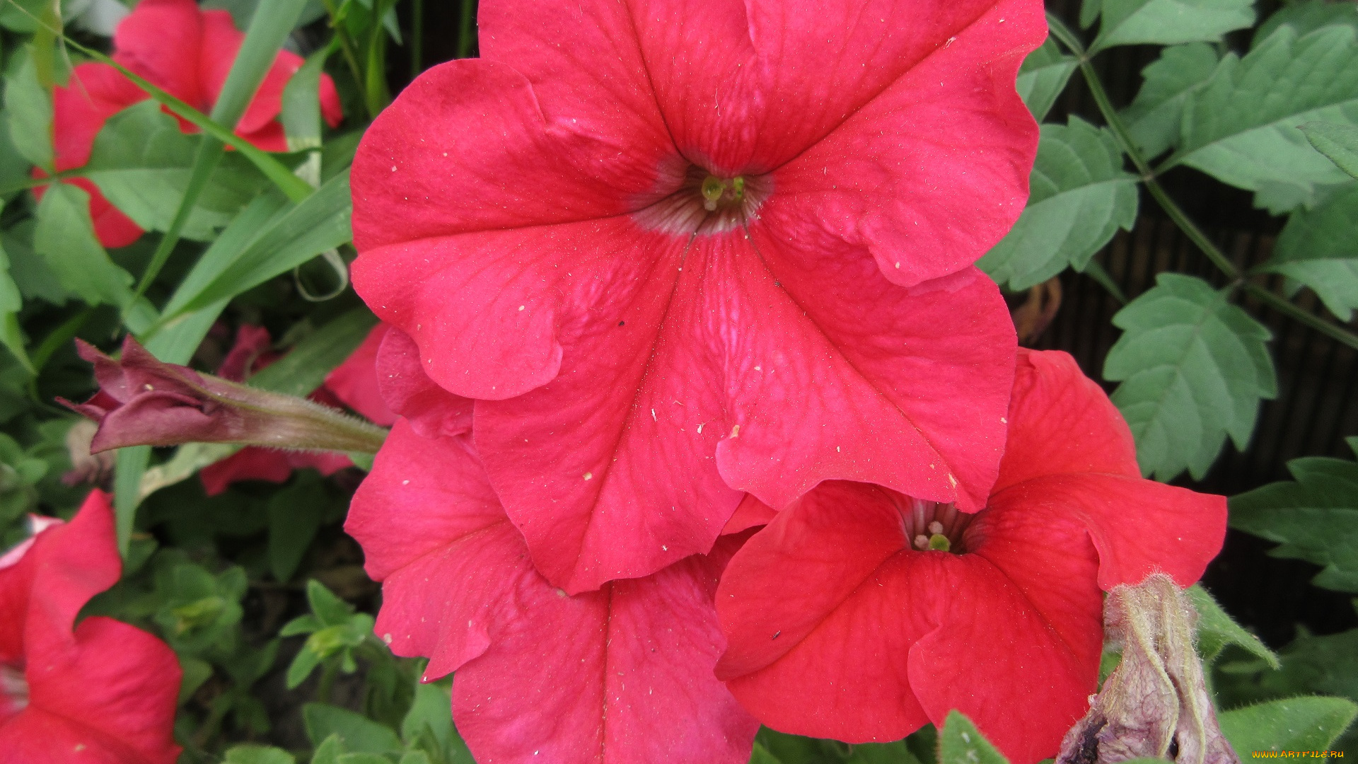 цветы, петунии, , калибрахоа, петуния