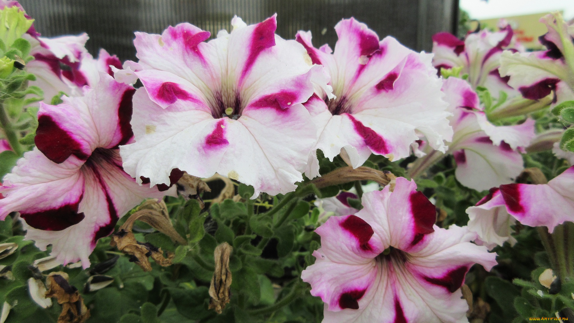 цветы, петунии, , калибрахоа, петуния