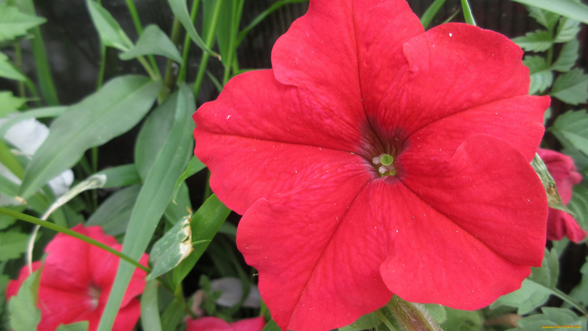 цветы, петунии, , калибрахоа, петуния