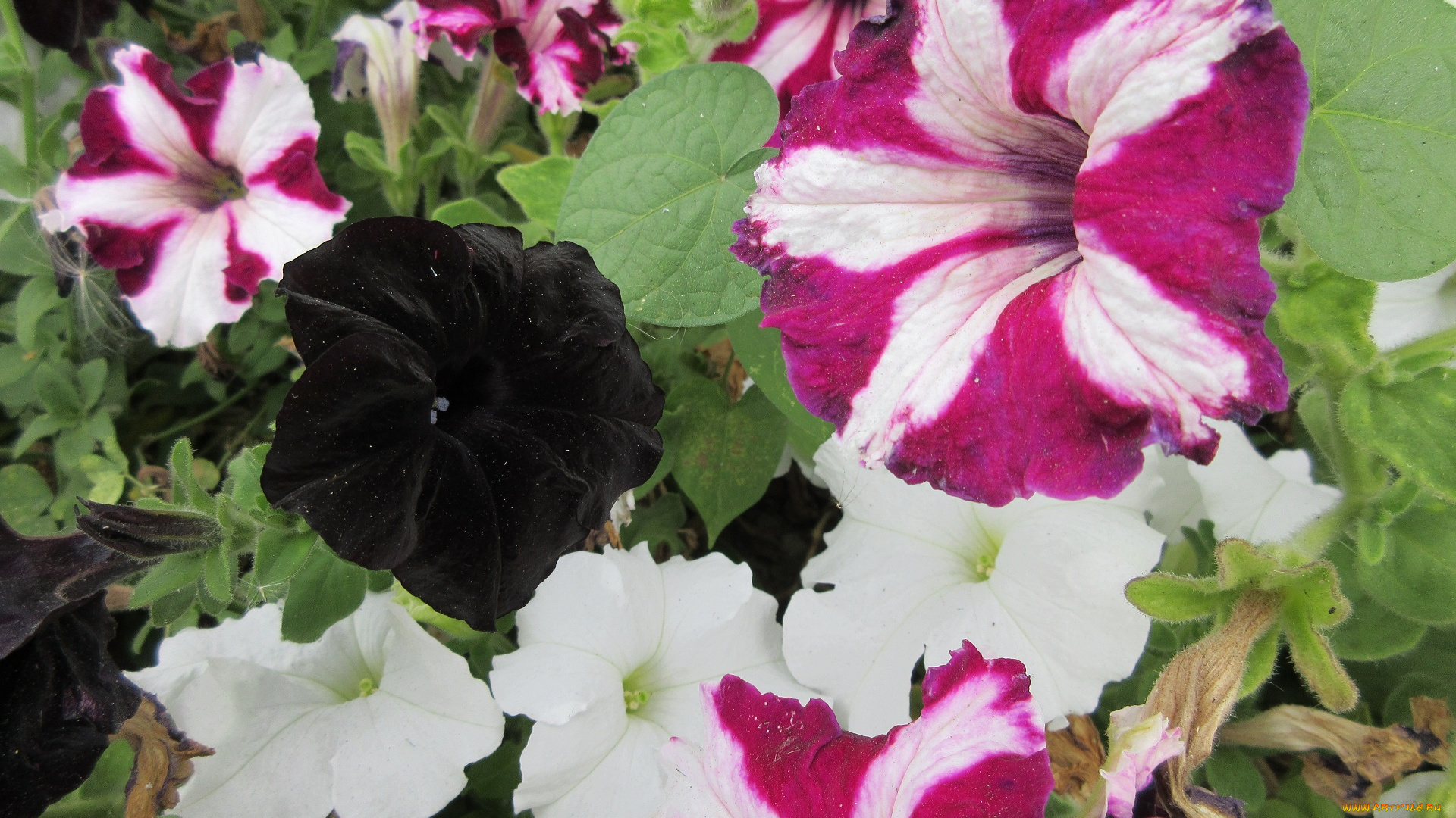 цветы, петунии, , калибрахоа, петуния