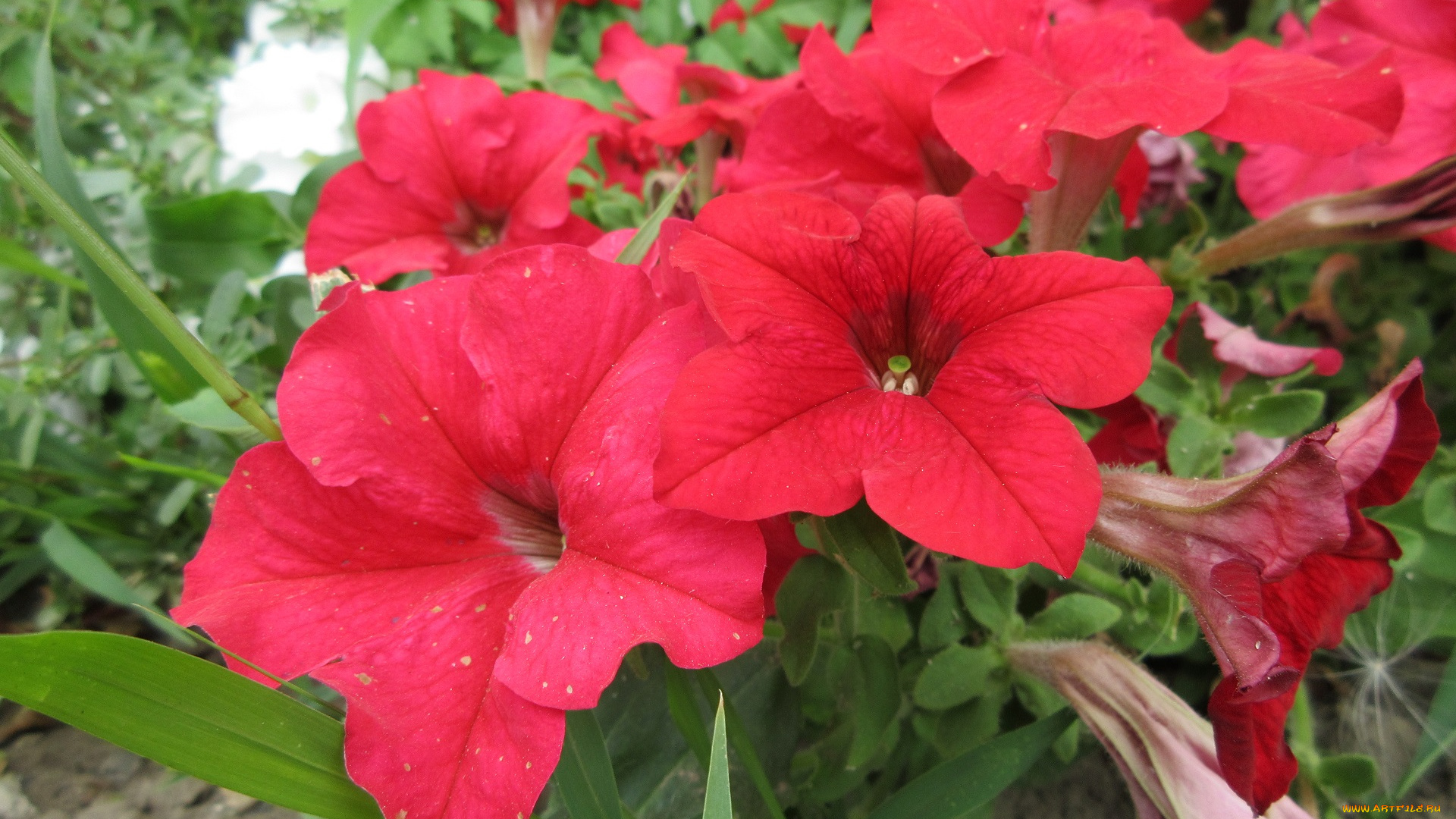 цветы, петунии, , калибрахоа, петуния