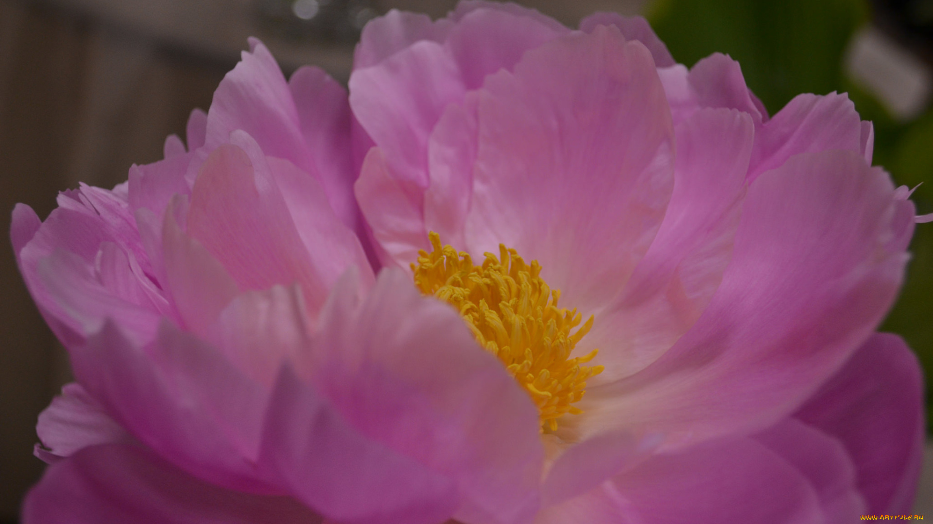 цветы, пионы, бутон, пион, цветение, листья, лепестки