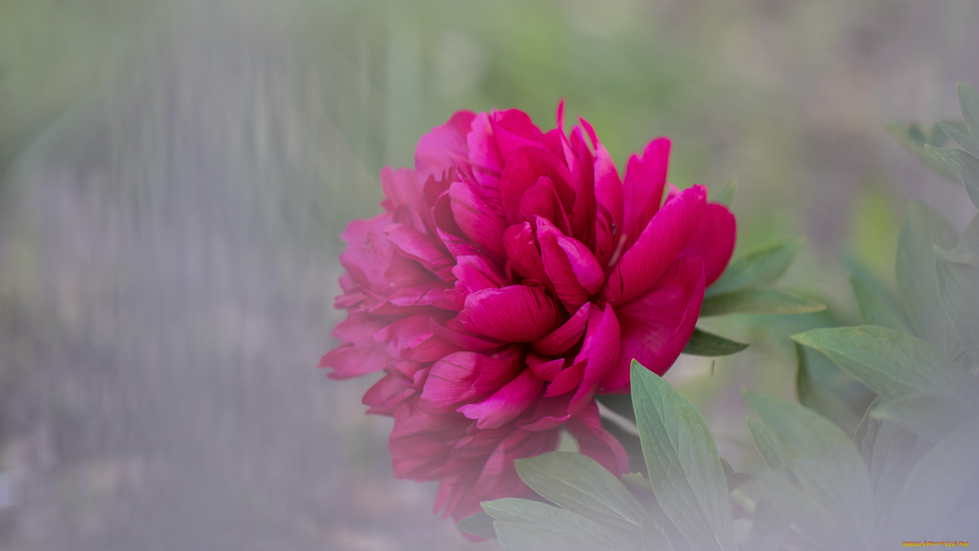 цветы, пионы, пион