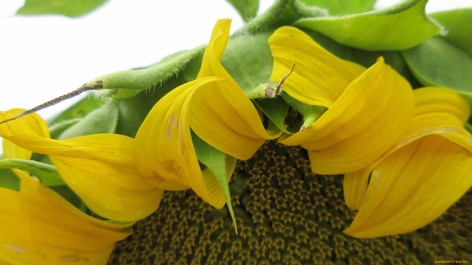 цветы, подсолнухи, цветок, подсолнух