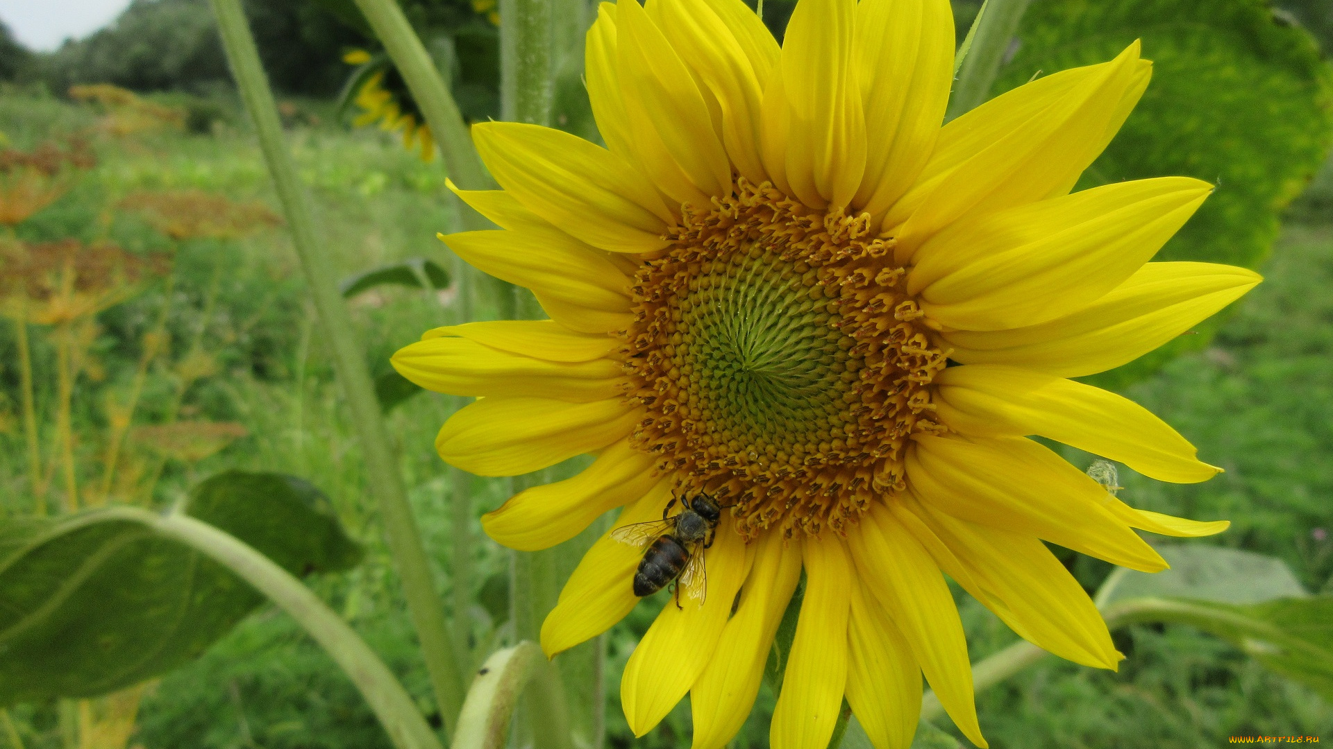 цветы, подсолнухи, цветок, подсолнух