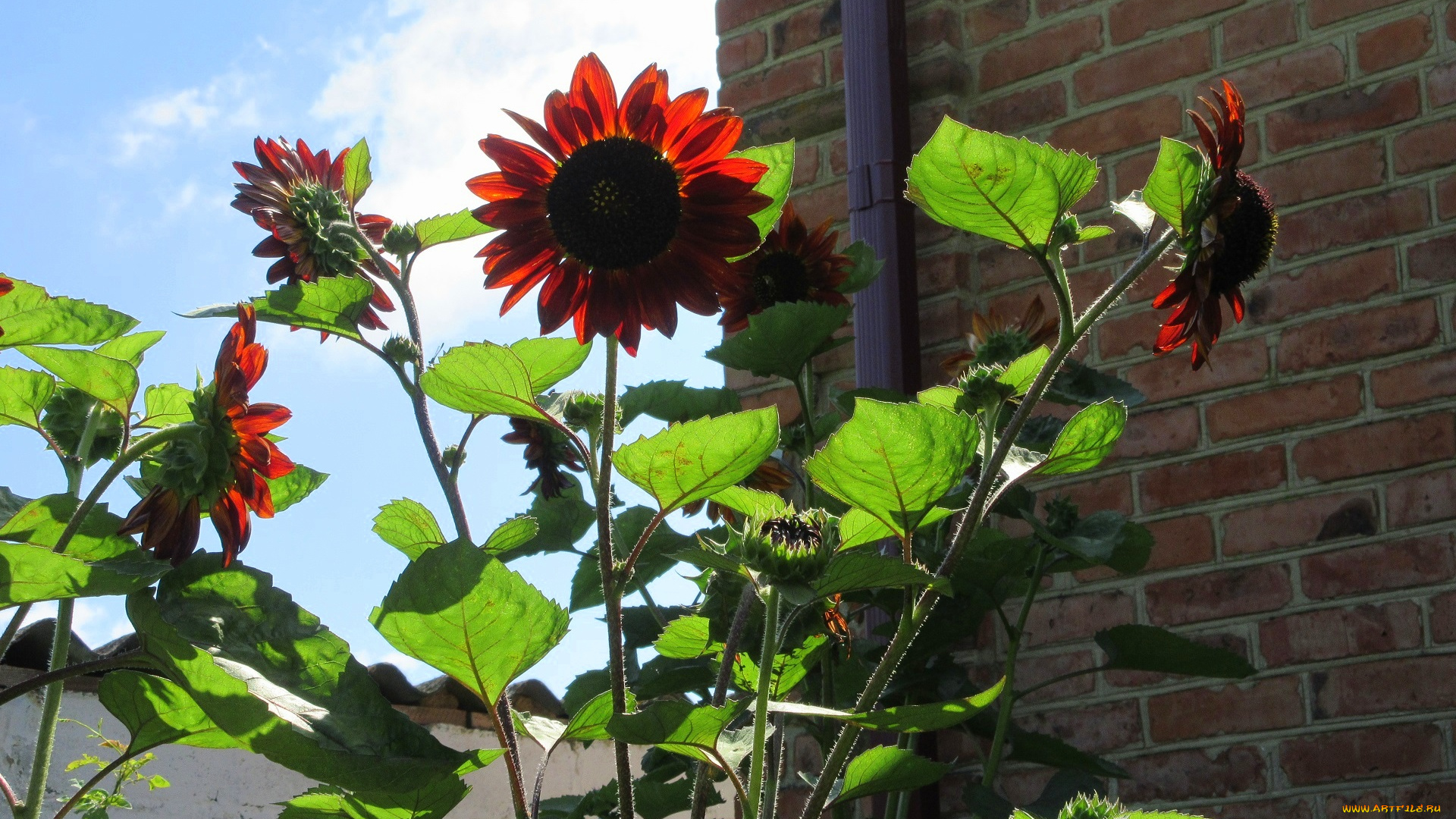 цветы, подсолнухи, подсолнух, цветок