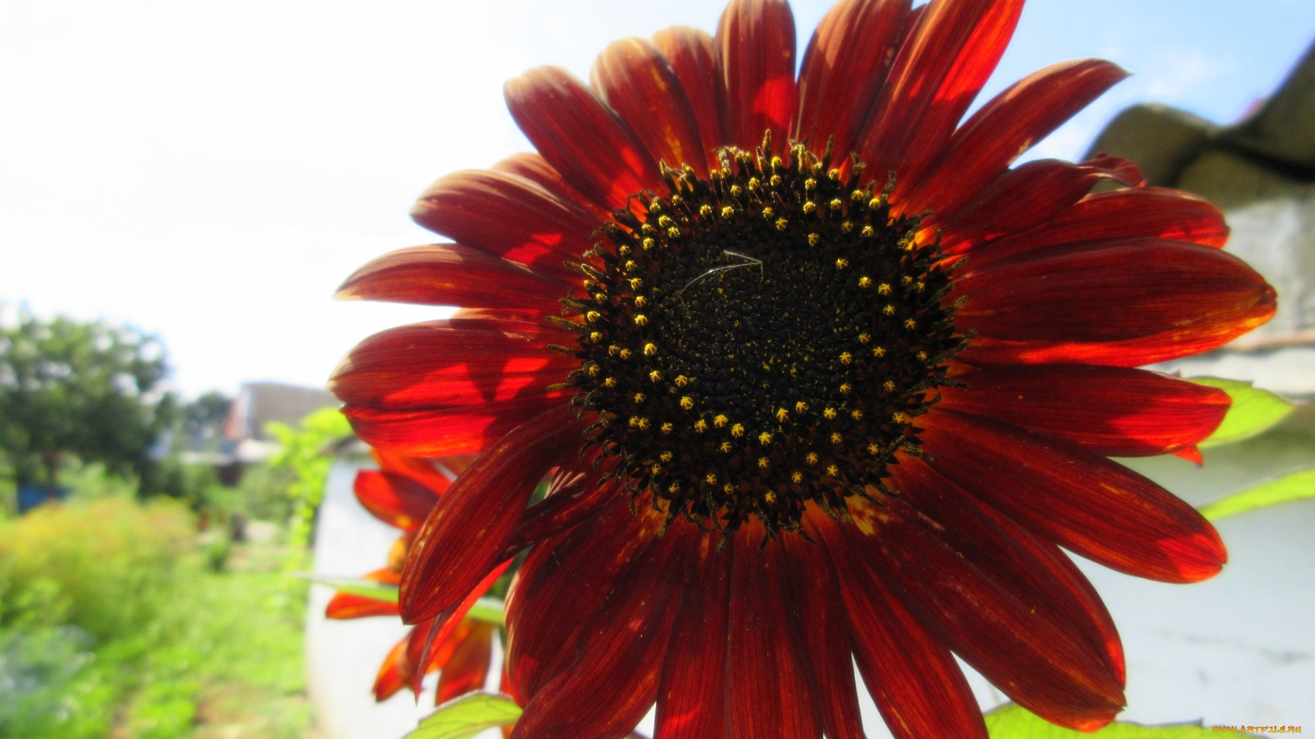 цветы, подсолнухи, подсолнух, цветок