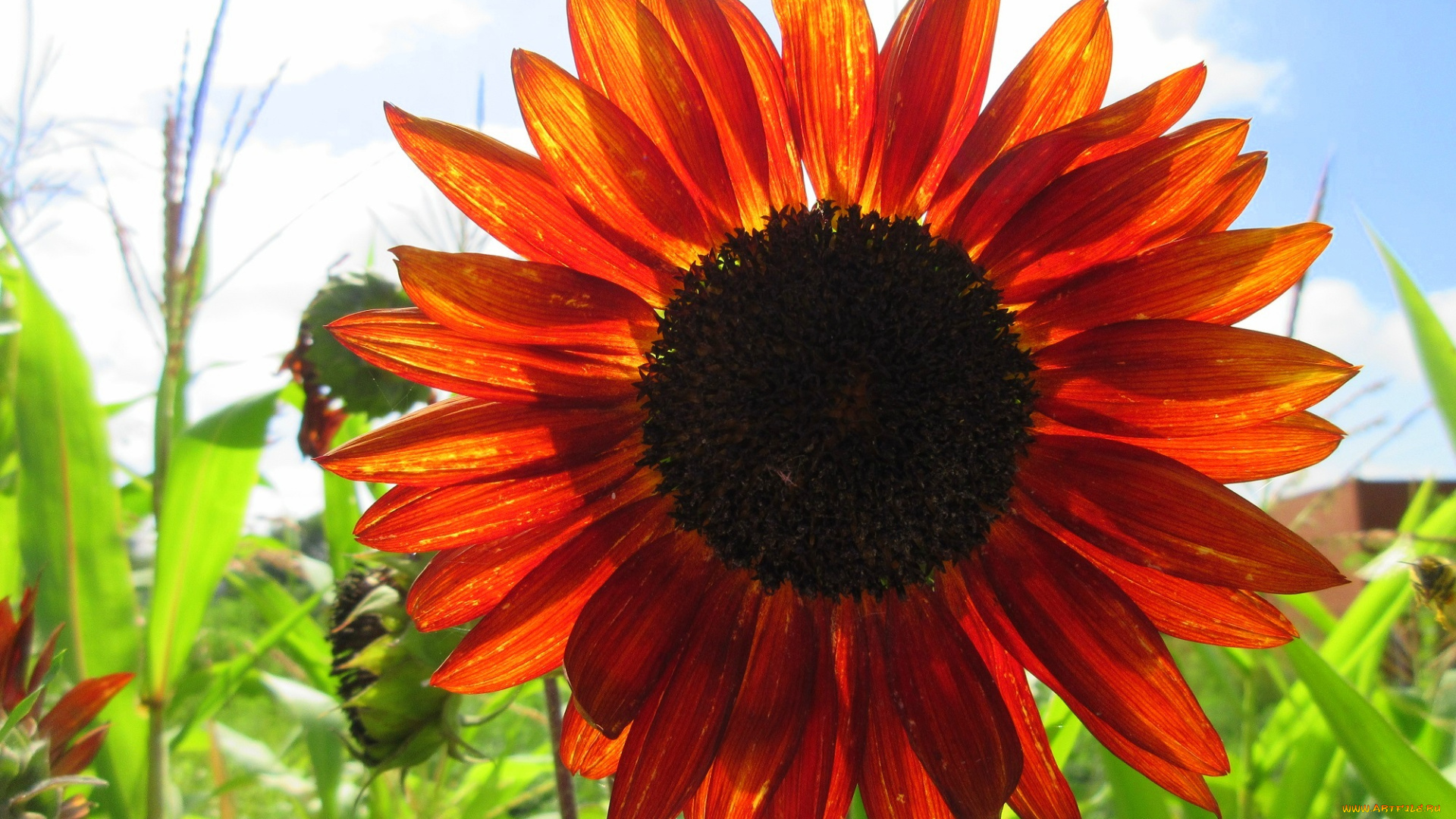 цветы, подсолнухи, подсолнух, цветок