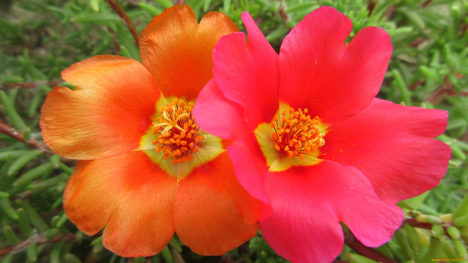 цветы, портулак, солонец