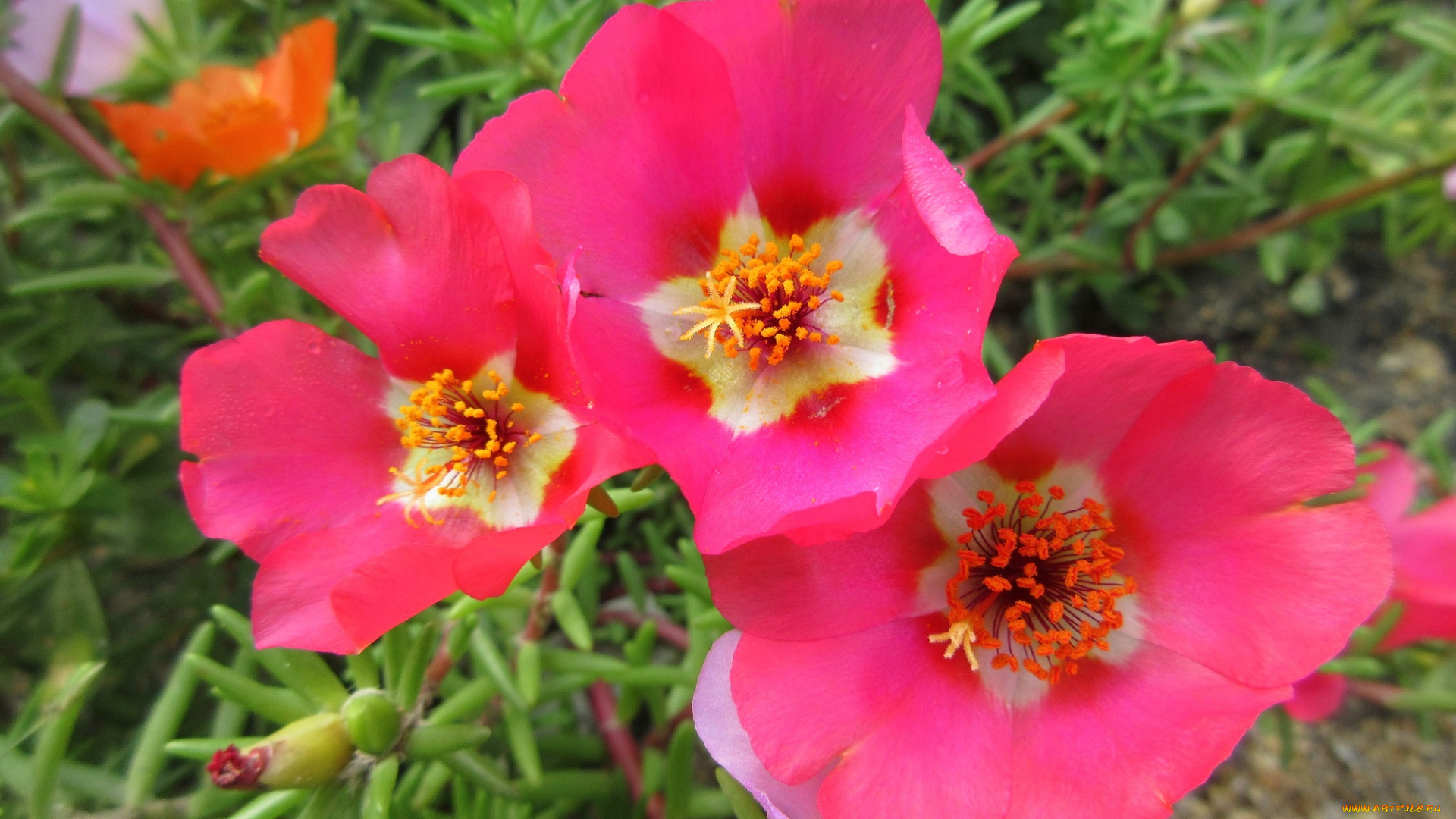 цветы, портулак, солонец, лето