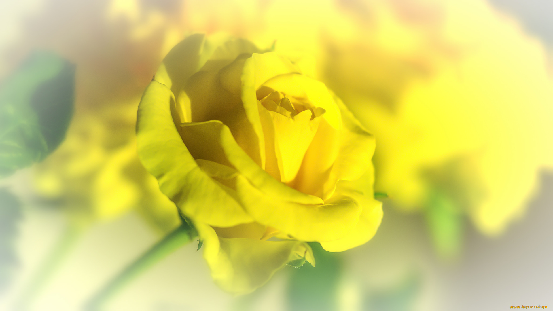 цветы, розы, bud, petals, rose, цветение, листья, лепестки, blossoms, leaves, бутон, роза