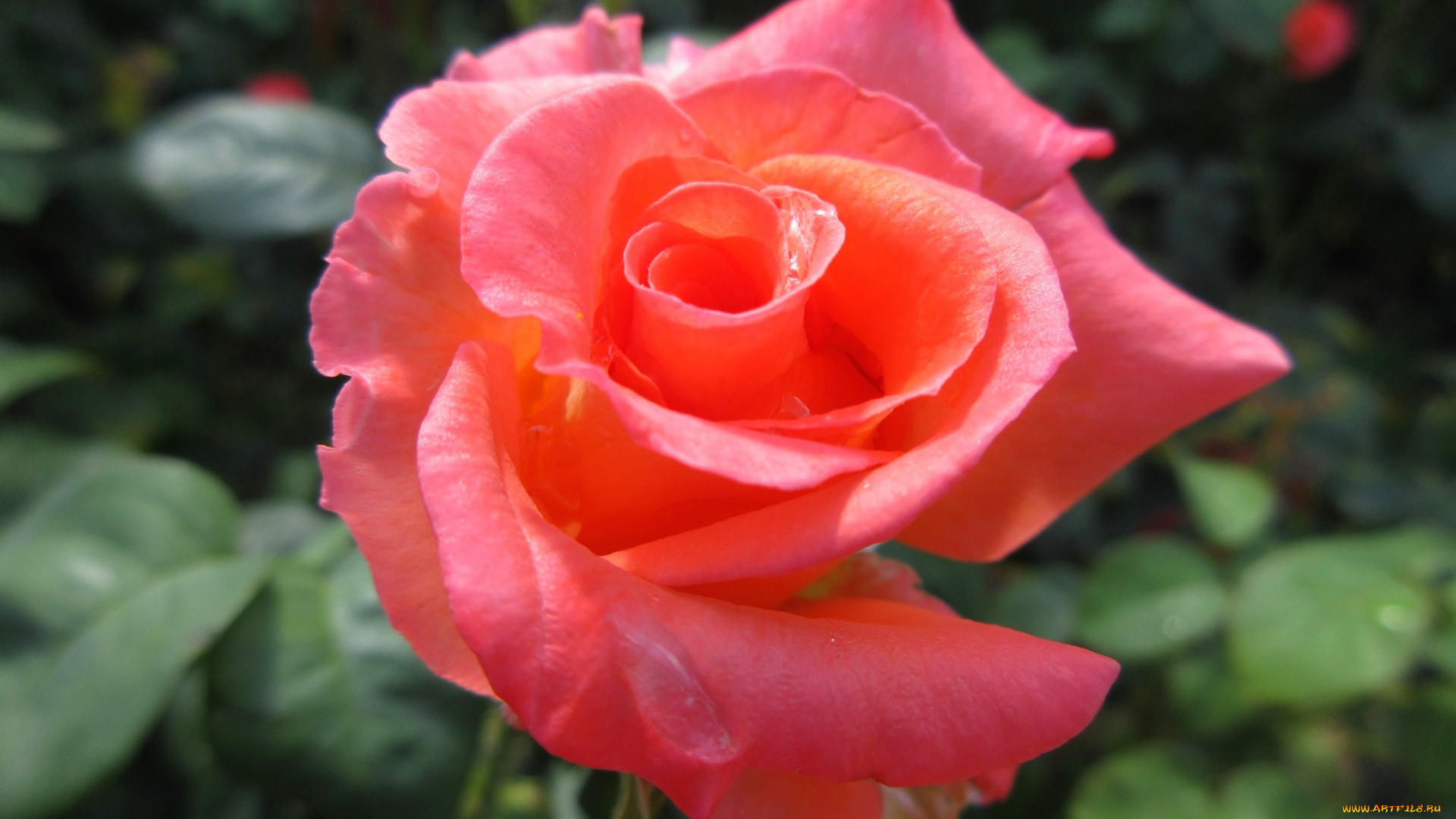 цветы, розы, оранжевая, роза