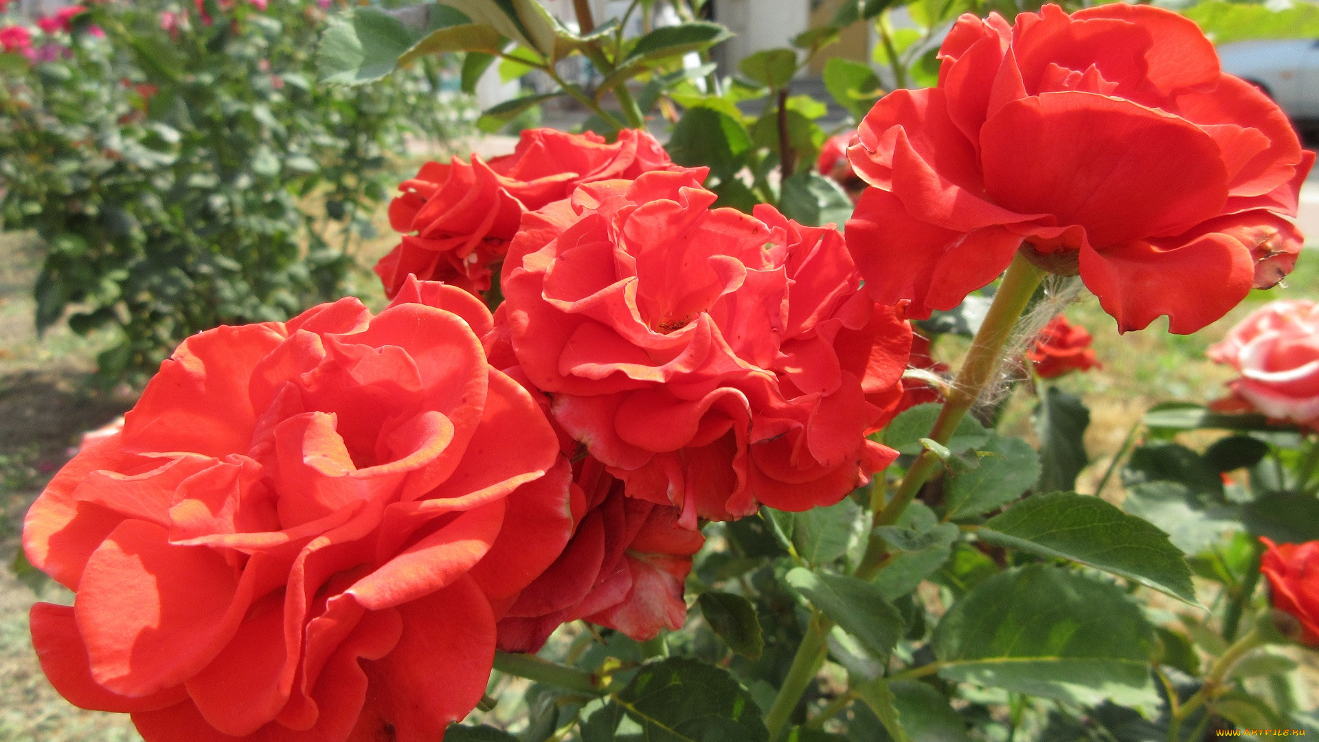 цветы, розы, оранжевые